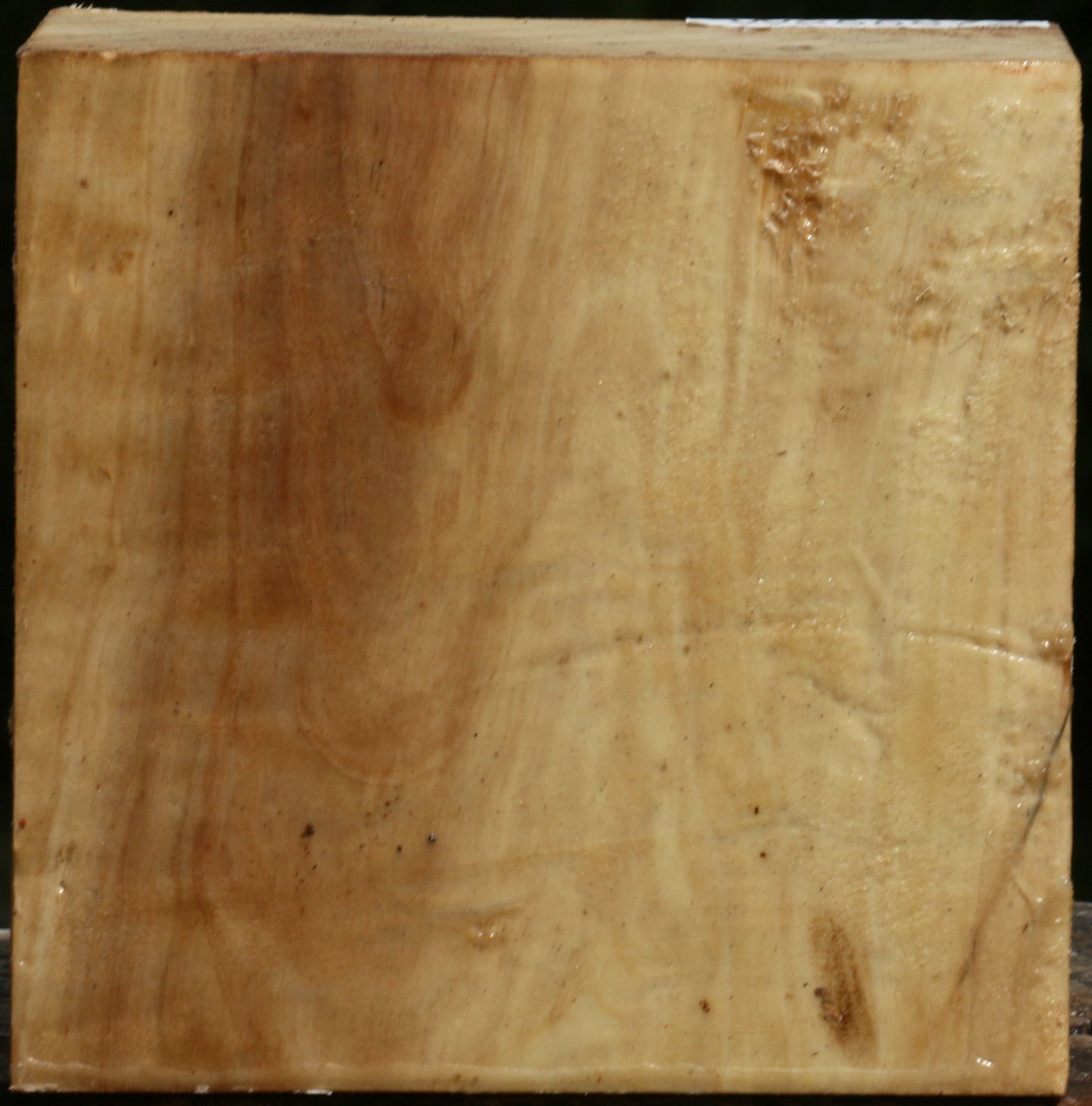 Black Cottonwood Bowl Blank