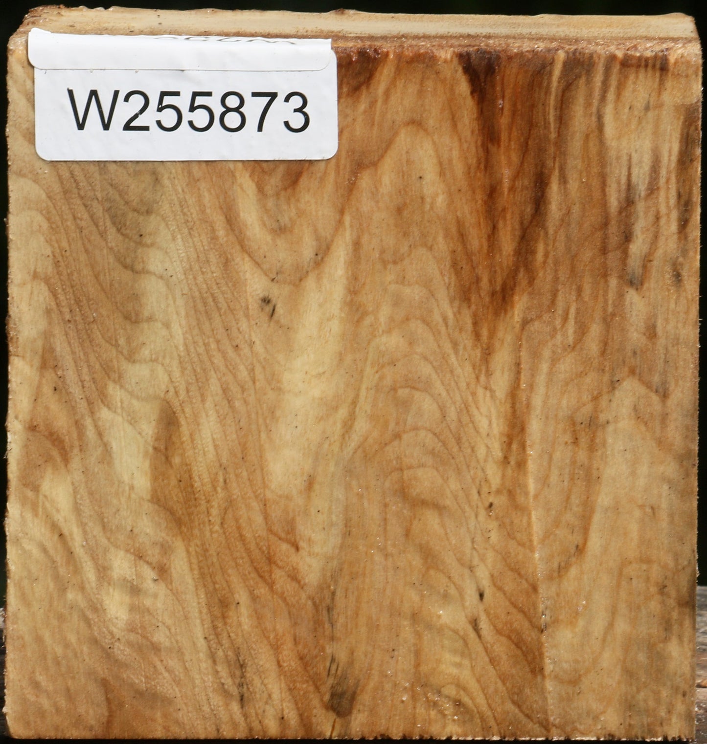 Figured Black Cottonwood Bowl Blank
