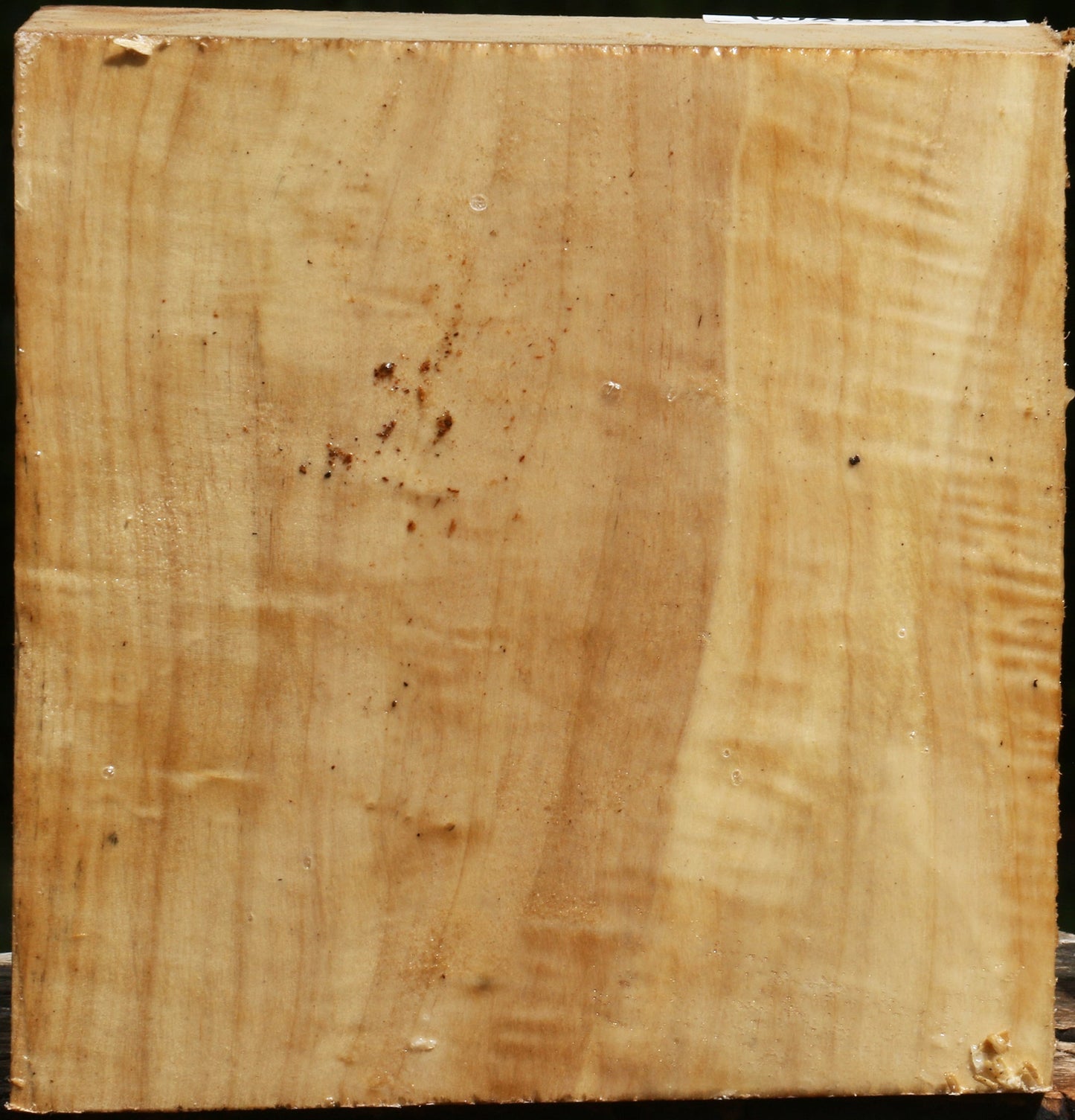 Figured Black Cottonwood Bowl Blank
