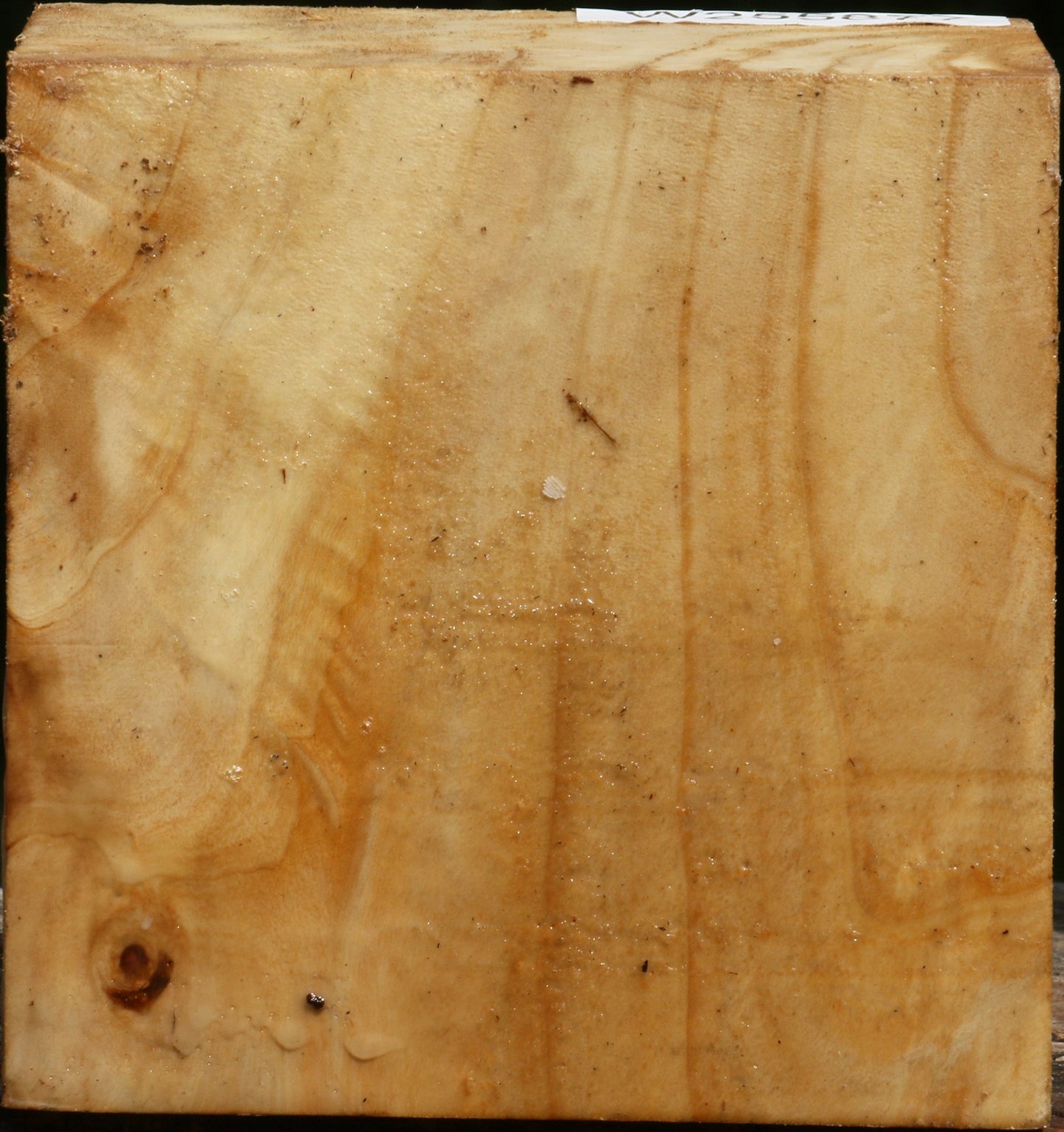 Figured Black Cottonwood Bowl Blank