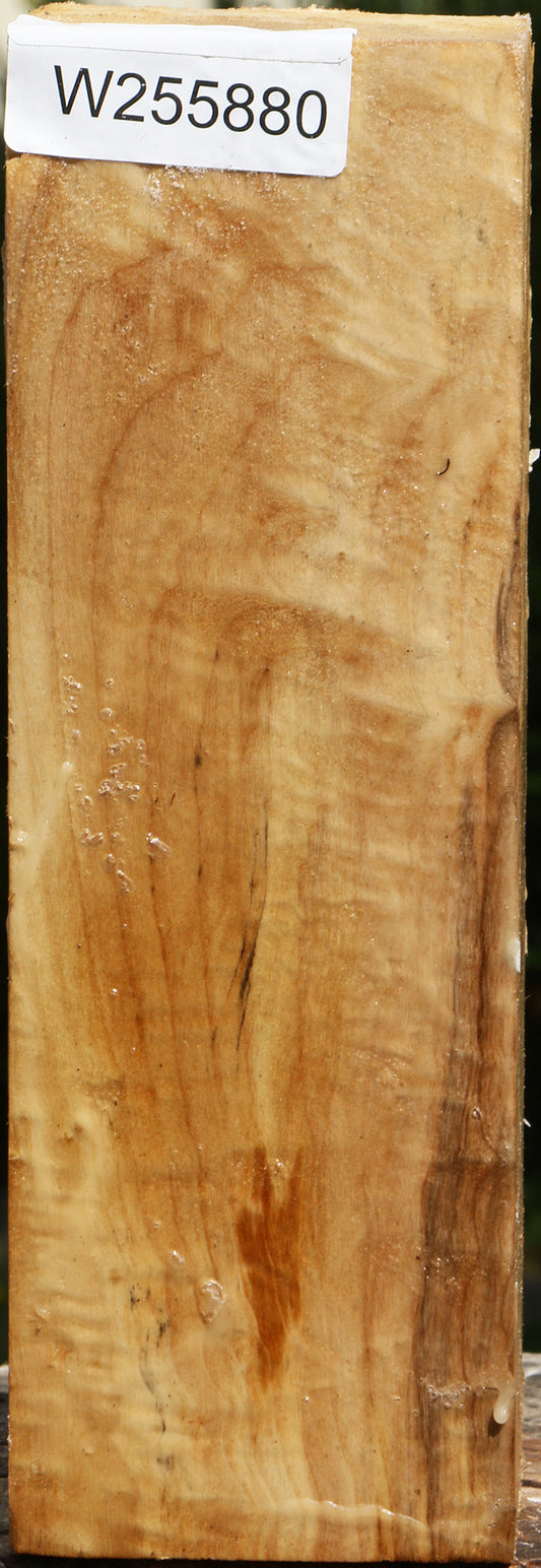 Figured Black Cottonwood Vessel Blank