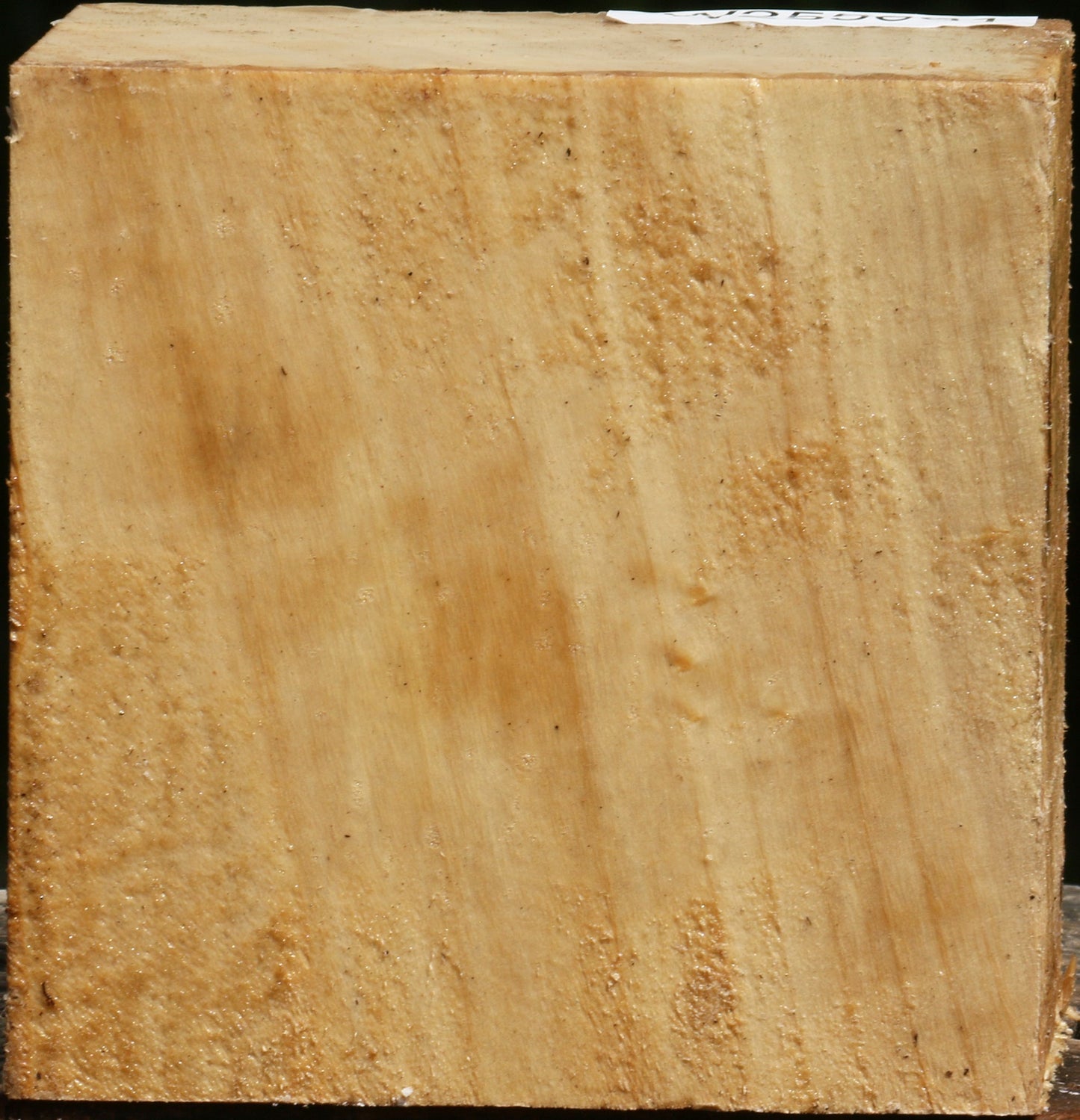 Black Cottonwood Bowl Blank