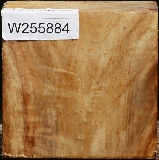 Black Cottonwood Bowl Blank