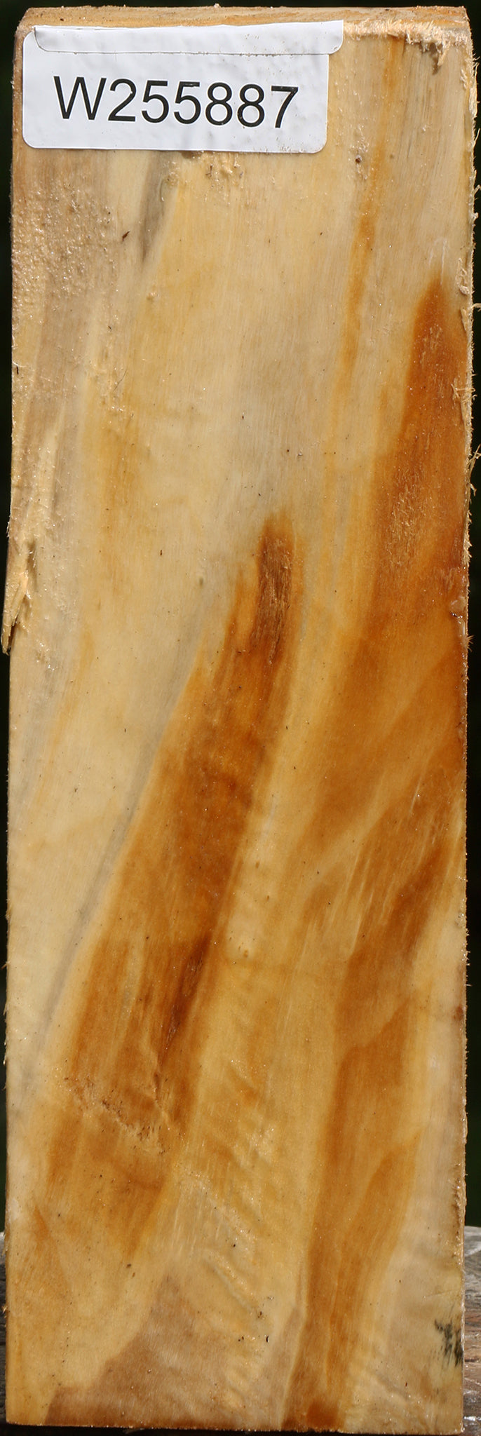 Black Cottonwood Vessel Blank