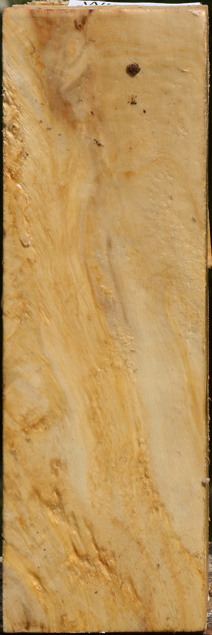 Black Cottonwood Vessel Blank