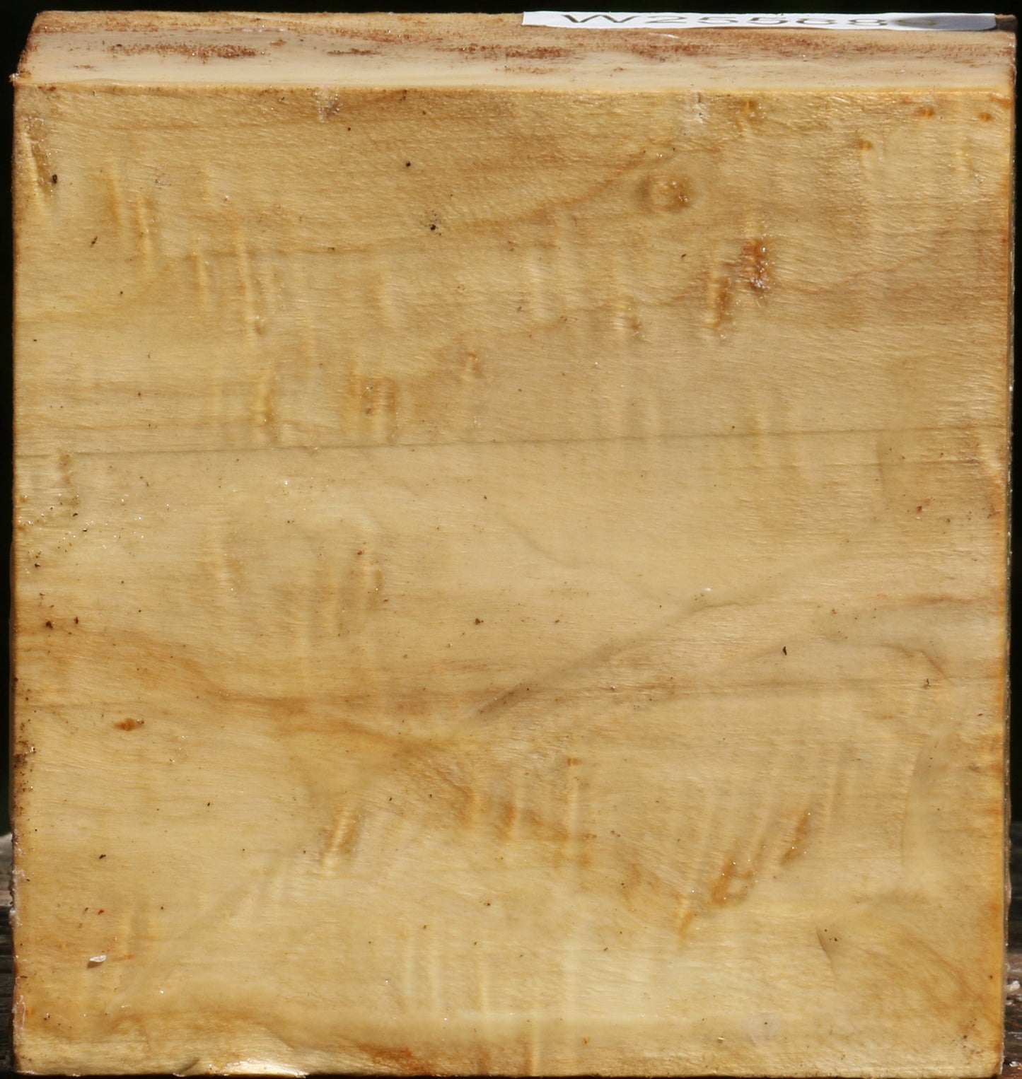 Figured Black Cottonwood Bowl Blank