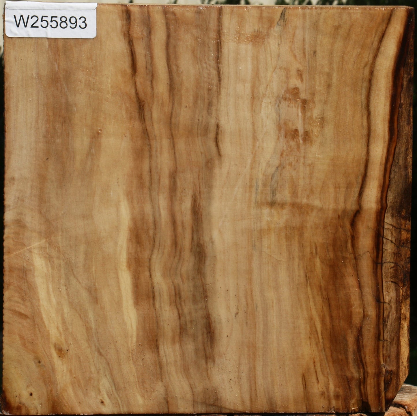 Black Cottonwood Bowl Blank