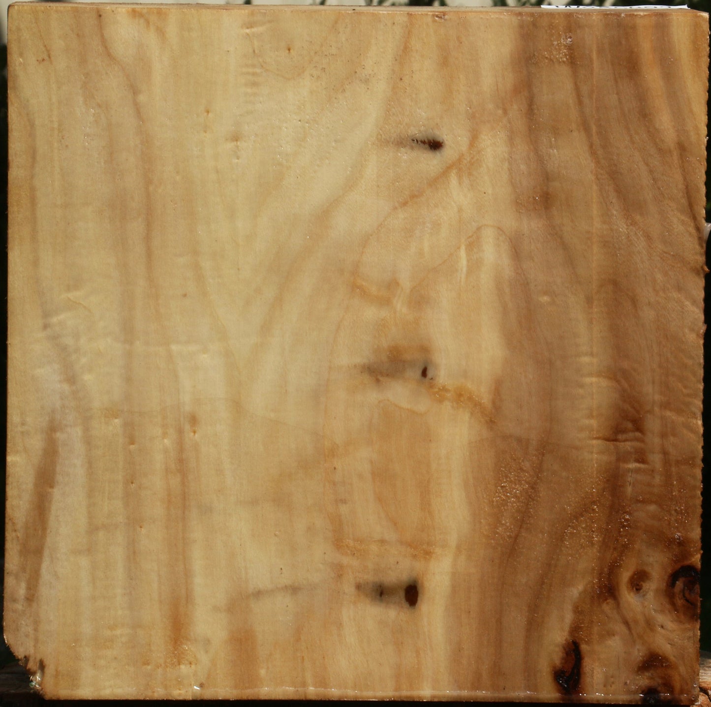 Black Cottonwood Bowl Blank