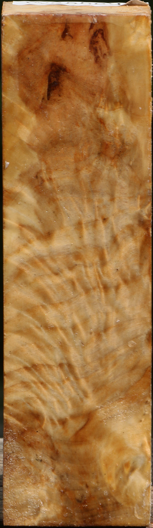 Exhibition Black Cottonwood Peppermill