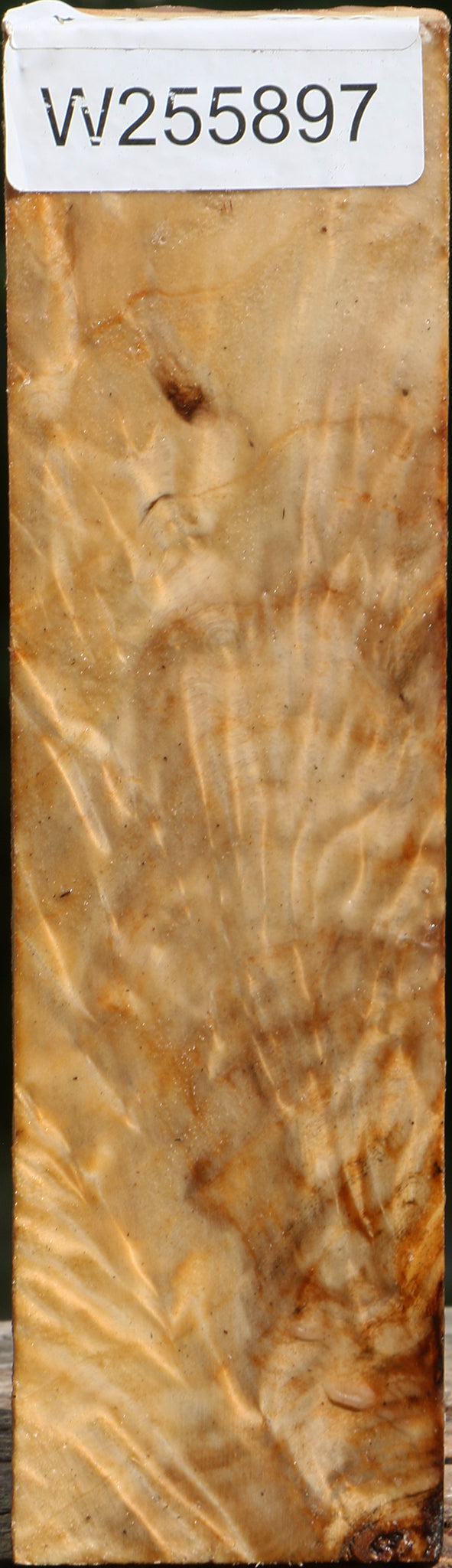 Exhibition Black Cottonwood Peppermill