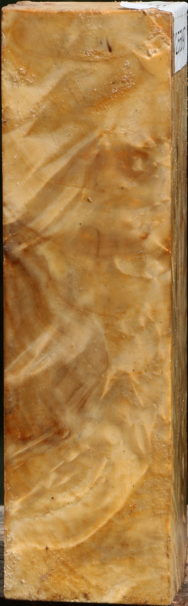 Exhibition Black Cottonwood Peppermill