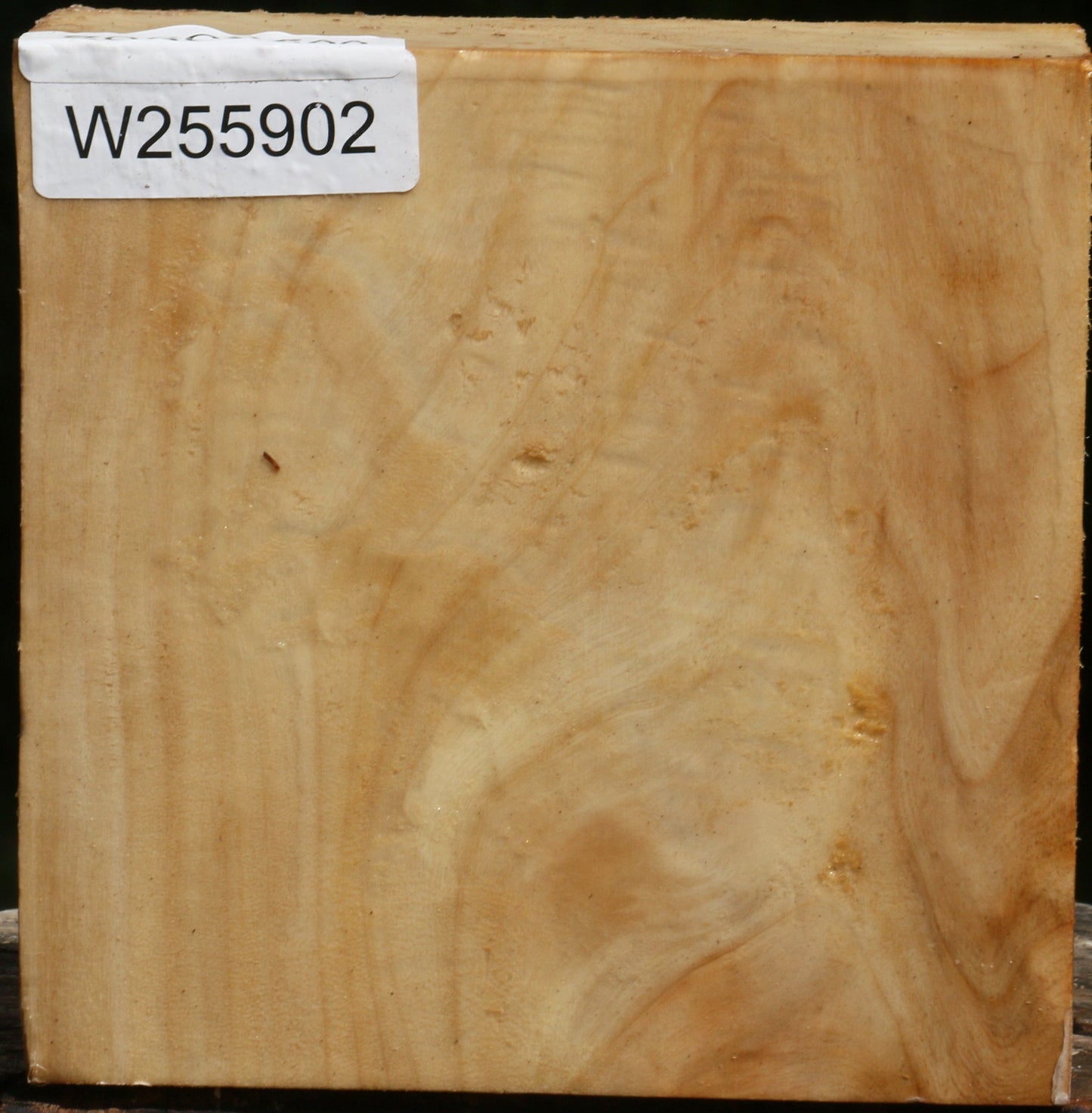 Black Cottonwood Bowl Blank