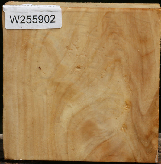 Black Cottonwood Bowl Blank