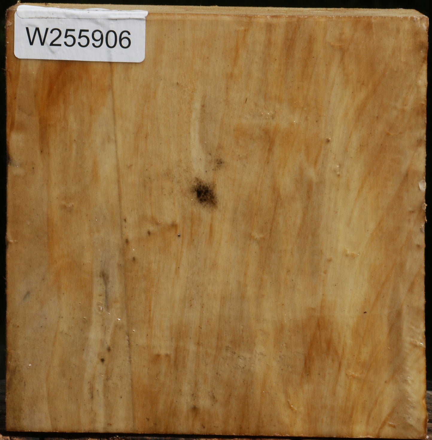 Black Cottonwood Bowl Blank