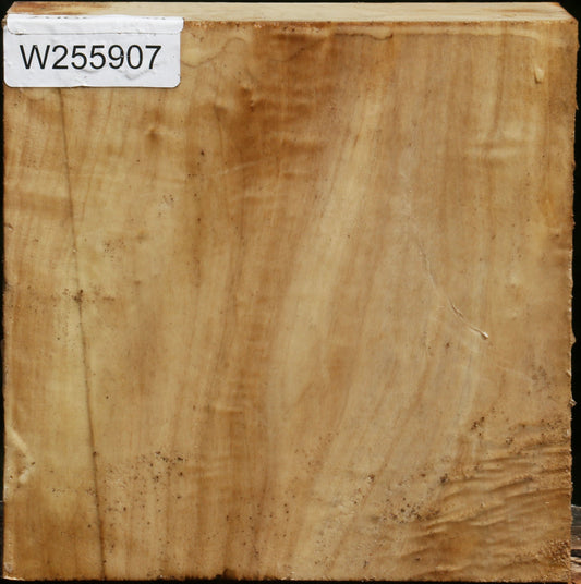Black Cottonwood Bowl Blank
