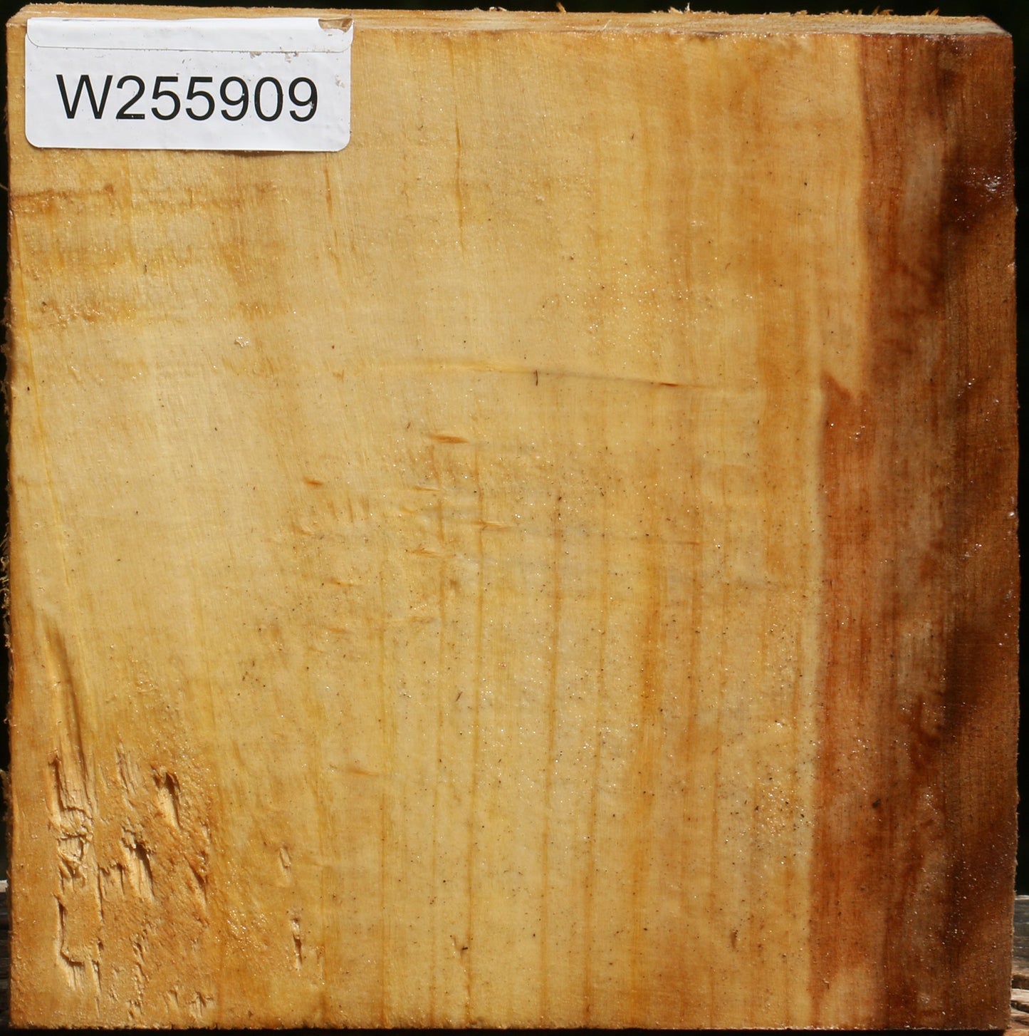 Figured Black Cottonwood Bowl Blank