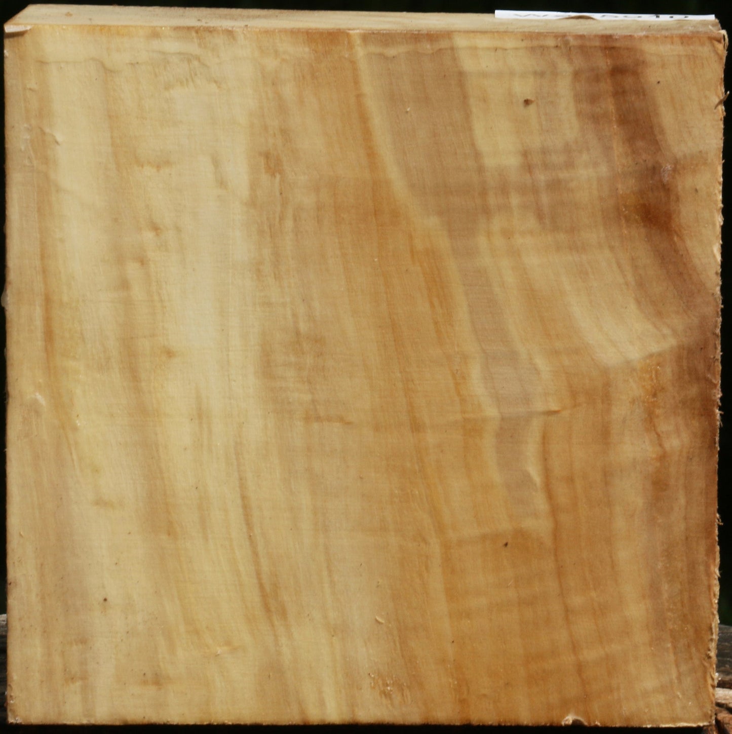 Figured Black Cottonwood Bowl Blank