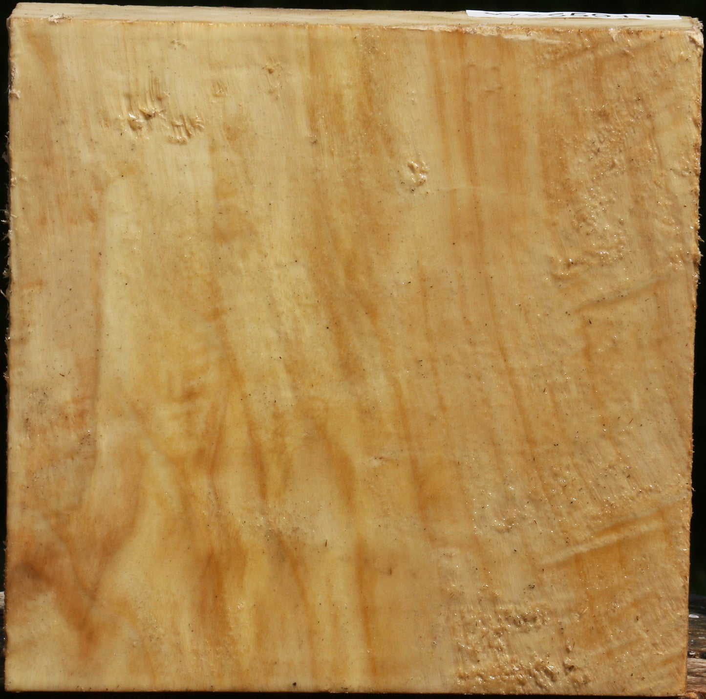 Figured Black Cottonwood Bowl Blank