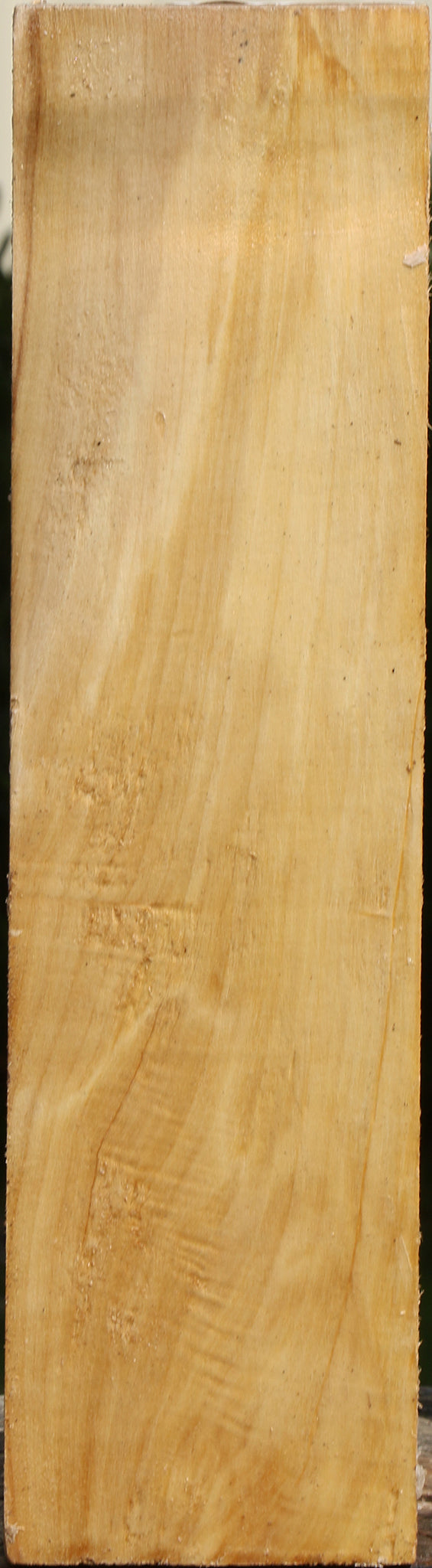 Black Cottonwood Vessel Blank