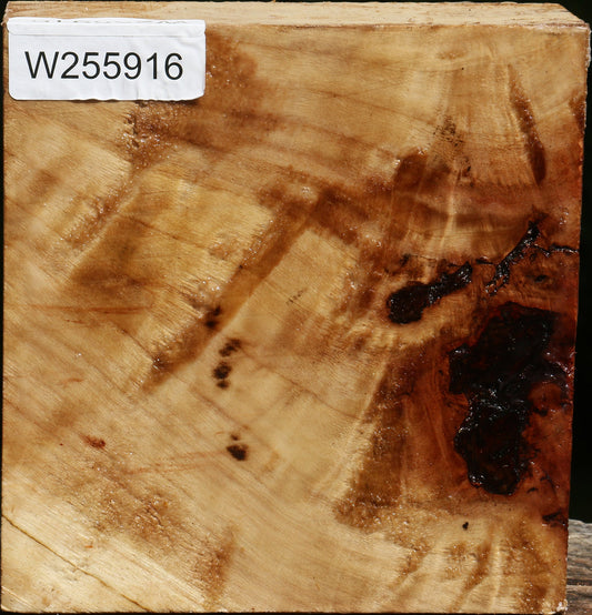 Extra Fancy Black Cottonwood Turning Blank