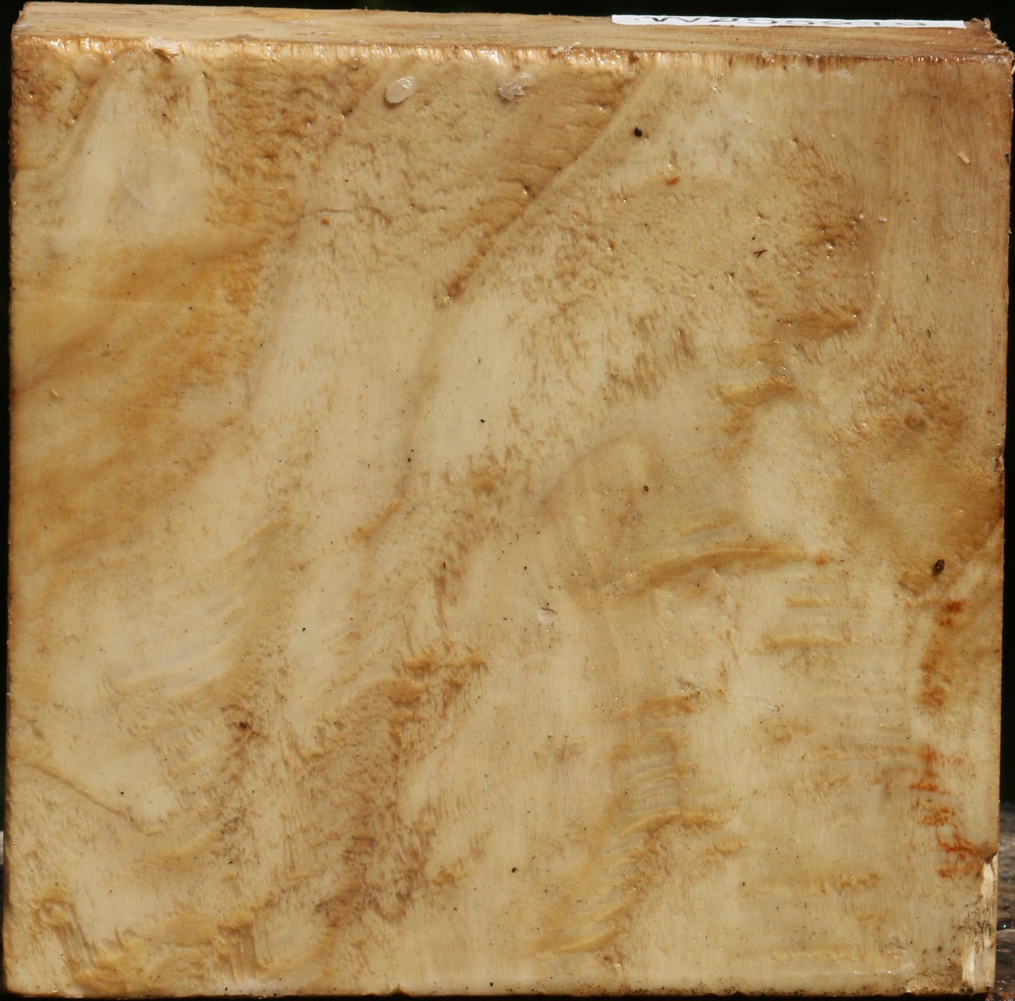 Extra Fancy Black Cottonwood Turning Blank