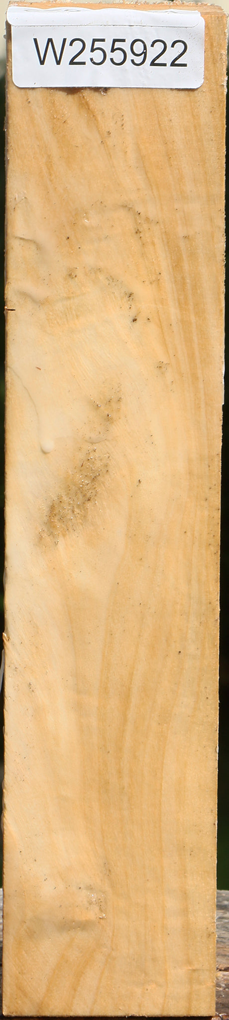 Black Cottonwood Peppermill