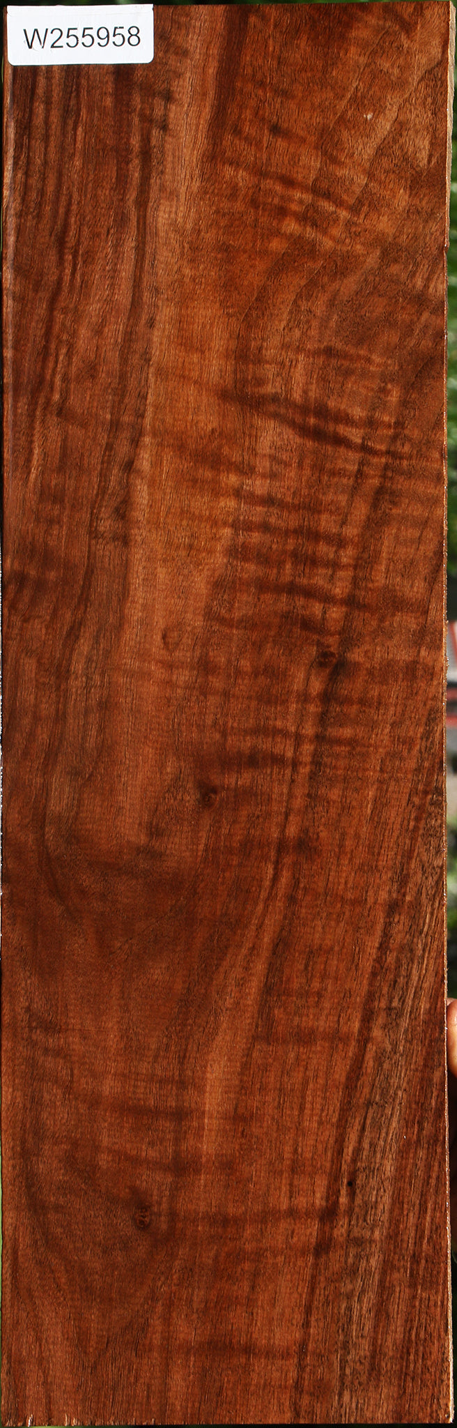 Extra Fancy Claro Walnut Electric Guitar Drop Top Billet