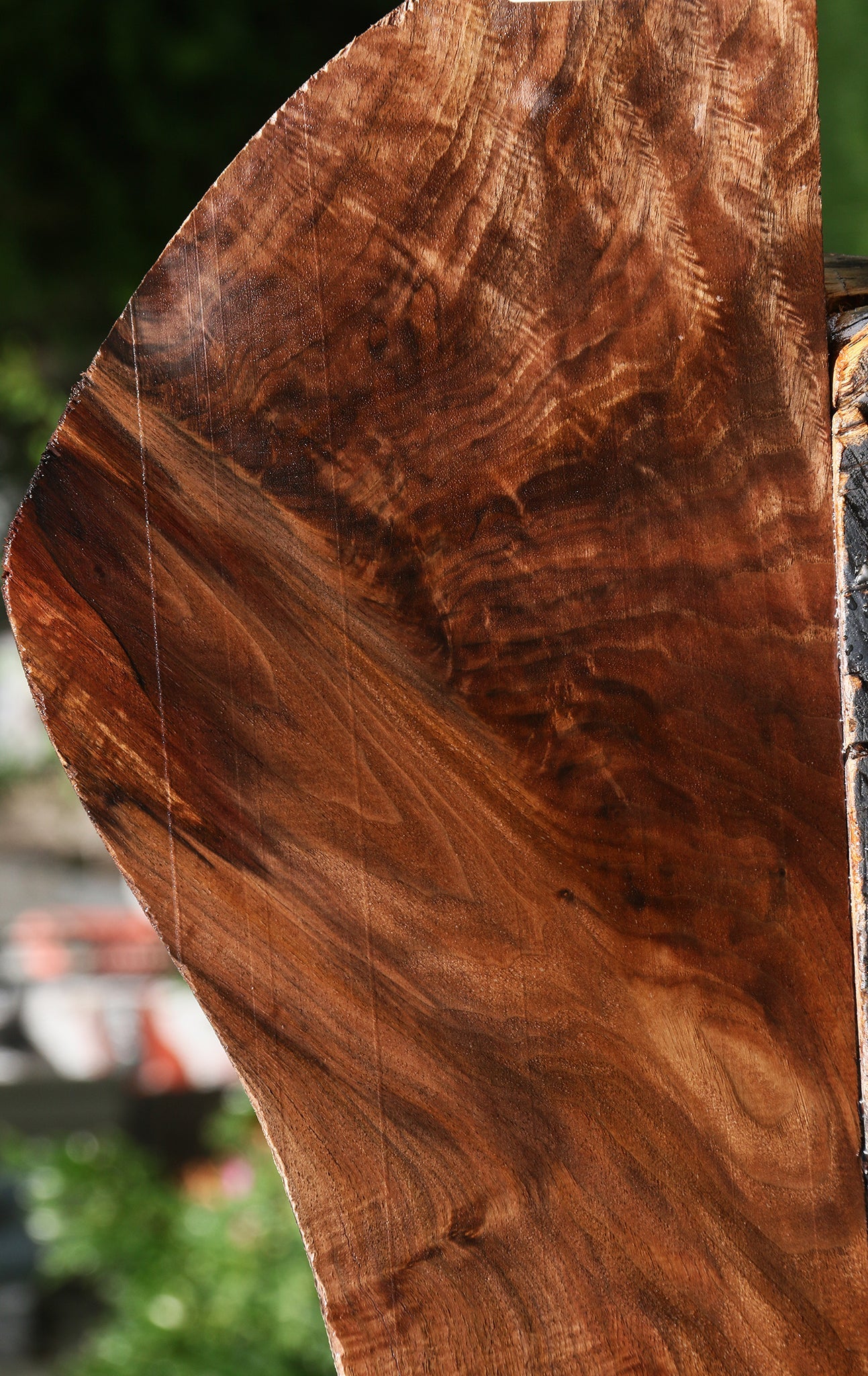 Extra Fancy Claro Walnut Lumber