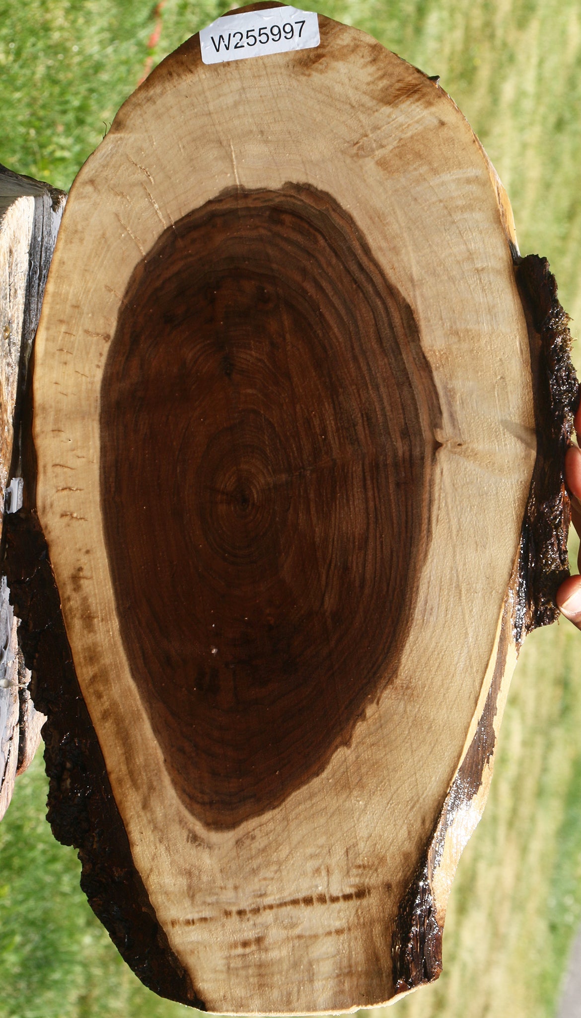 Figured Claro Walnut Cookie