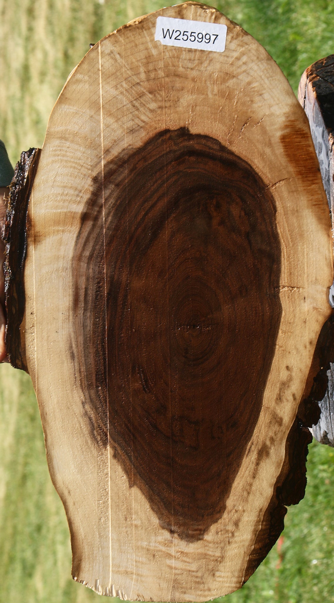 Figured Claro Walnut Cookie