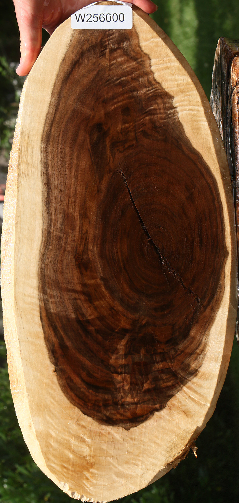 Extra Fancy Rustic Claro Walnut Cookie
