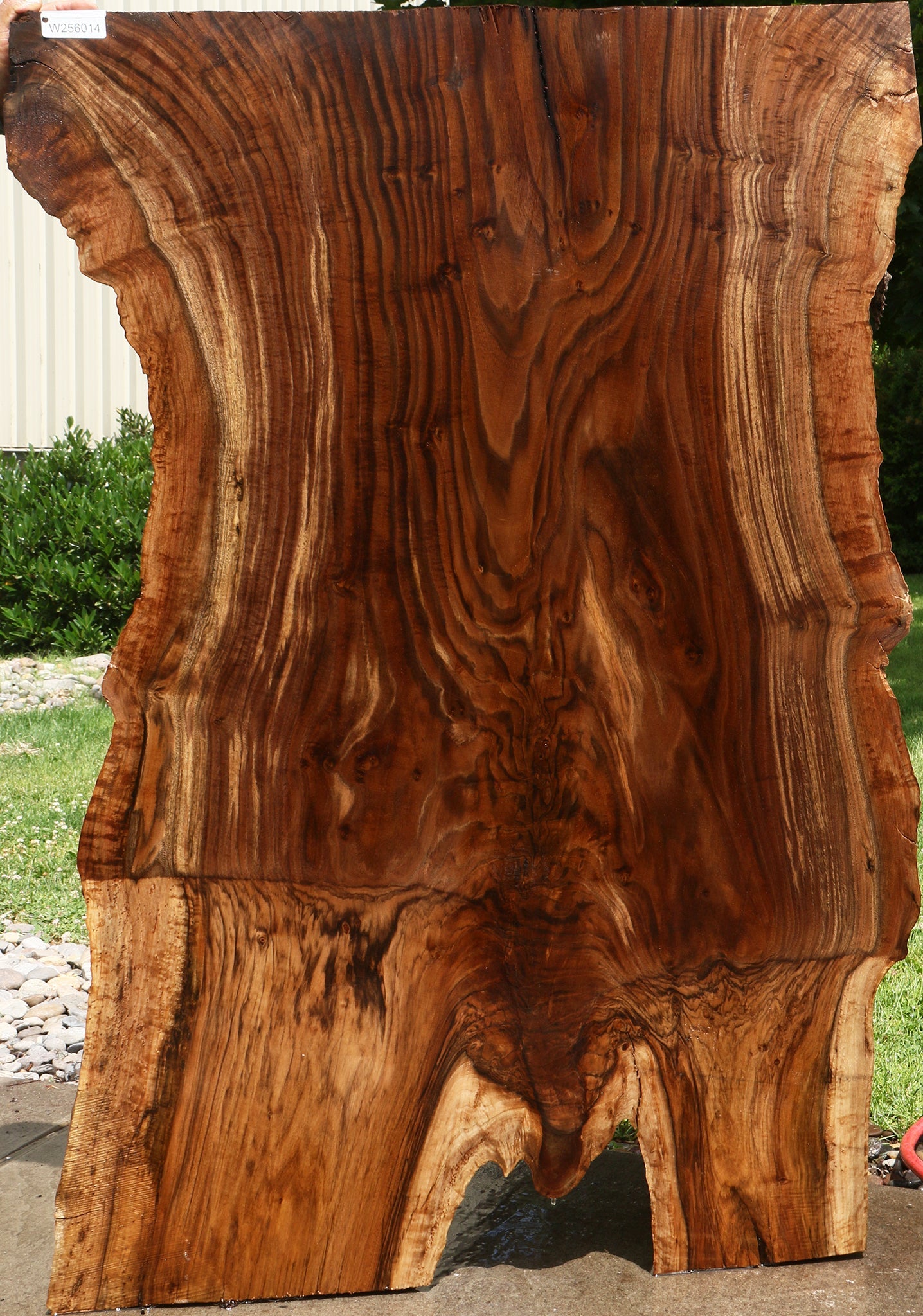 Extra Fancy Rustic Grafted Claro Walnut Live Edge Slab (Free Shipping Excluded)