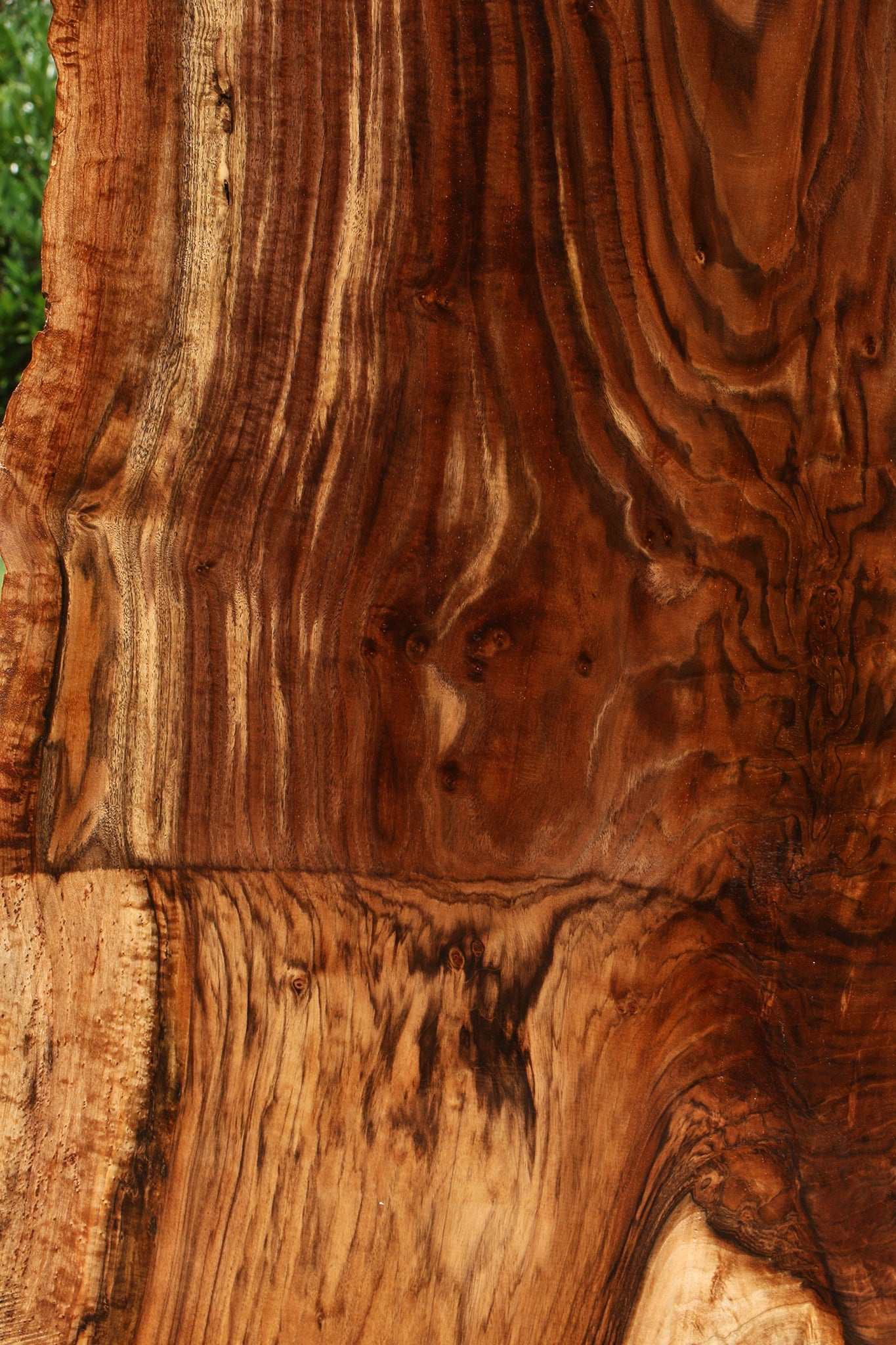 Extra Fancy Rustic Grafted Claro Walnut Live Edge Slab (Free Shipping Excluded)