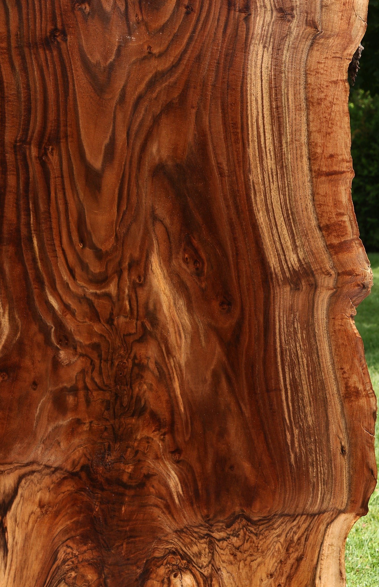 Extra Fancy Rustic Grafted Claro Walnut Live Edge Slab (Free Shipping Excluded)