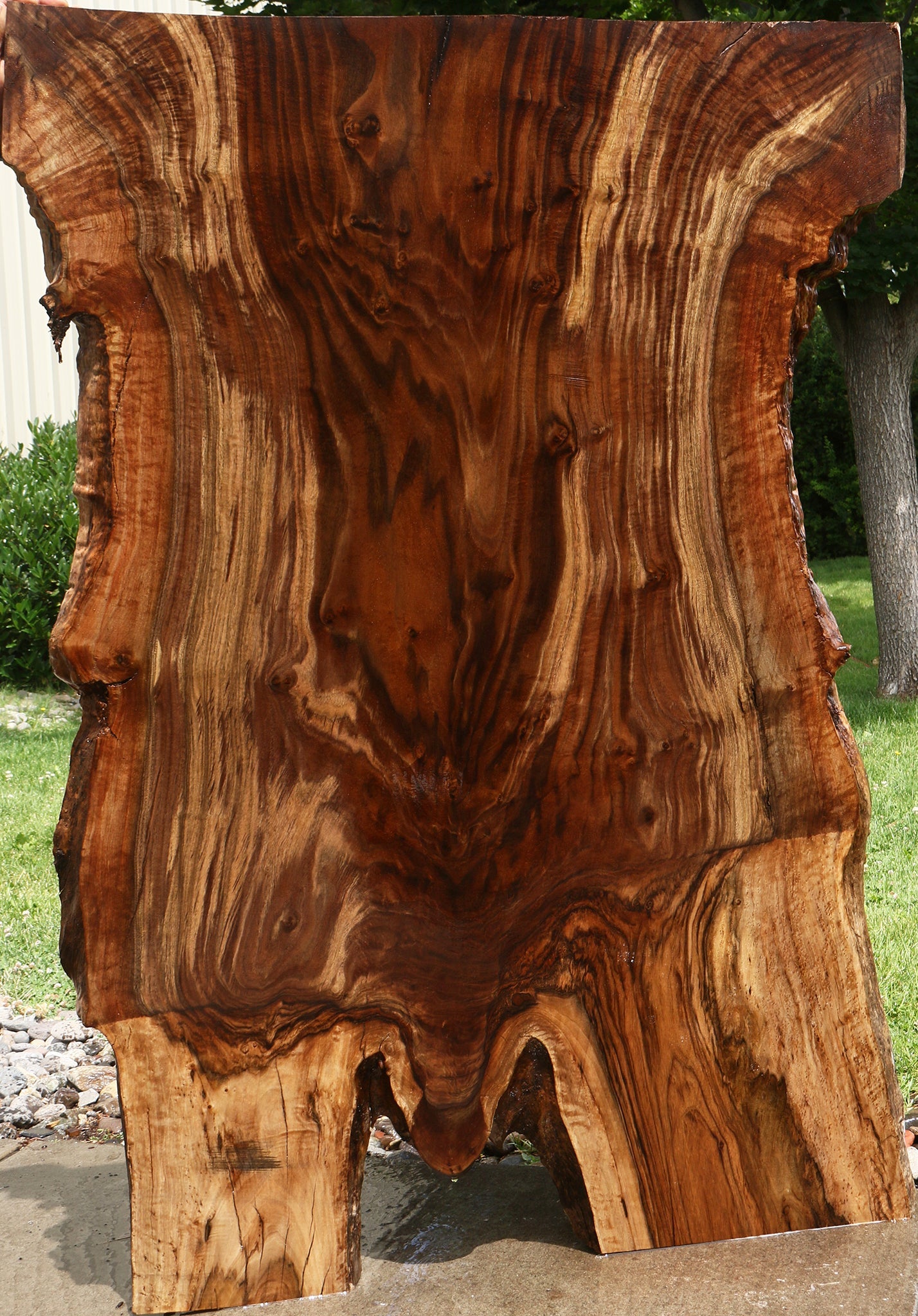 Extra Fancy Rustic Grafted Claro Walnut Live Edge Slab (Free Shipping Excluded)