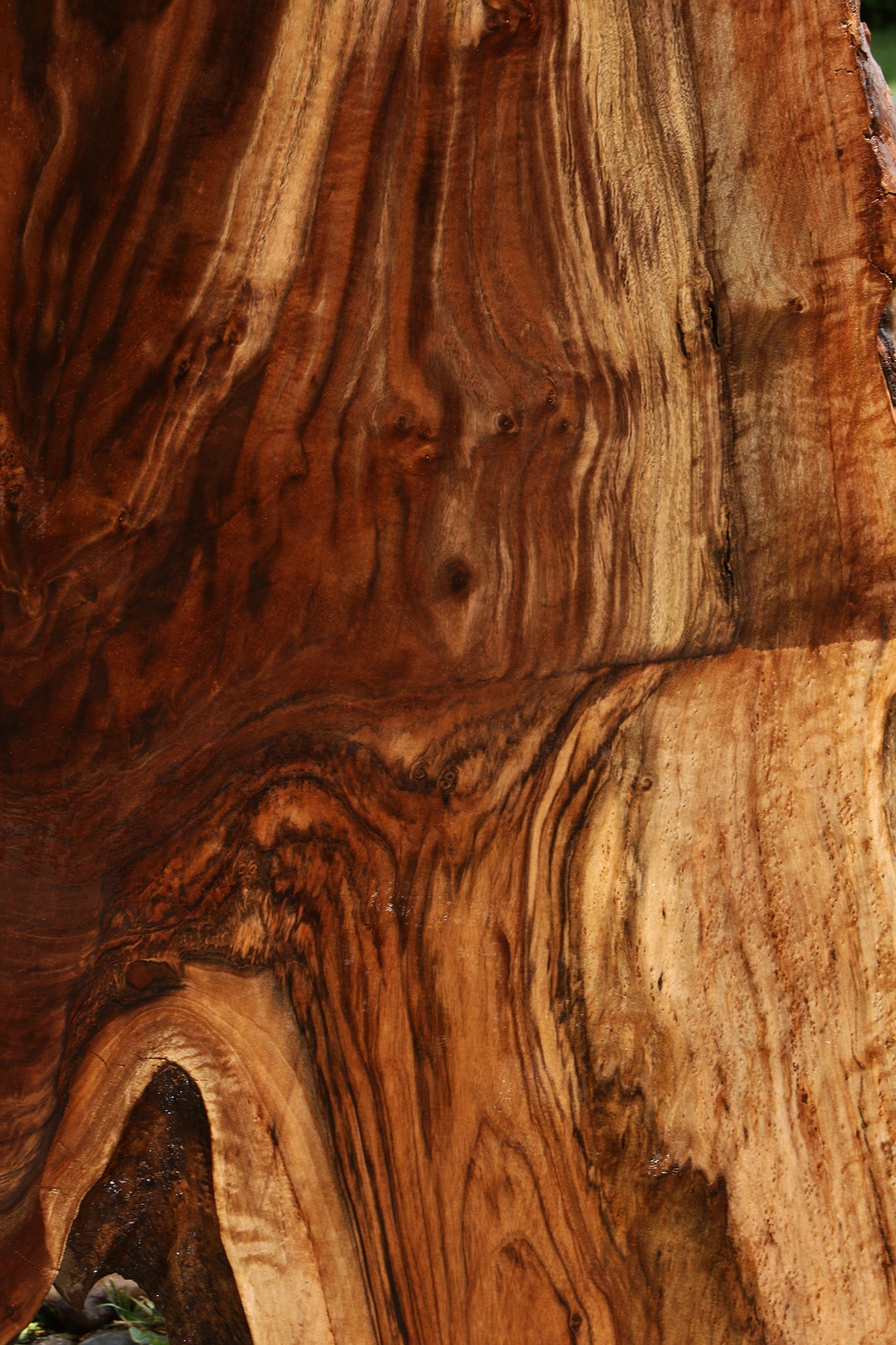 Extra Fancy Rustic Grafted Claro Walnut Live Edge Slab (Free Shipping Excluded)