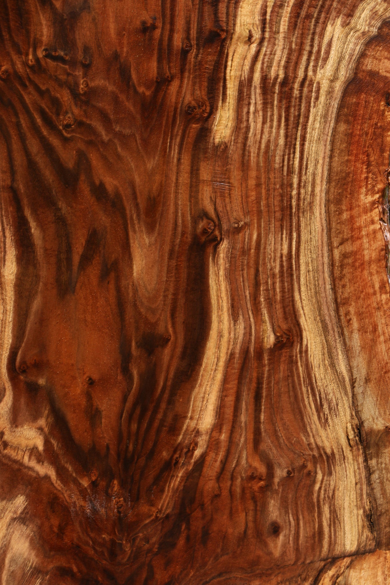 Extra Fancy Rustic Grafted Claro Walnut Live Edge Slab (Free Shipping Excluded)