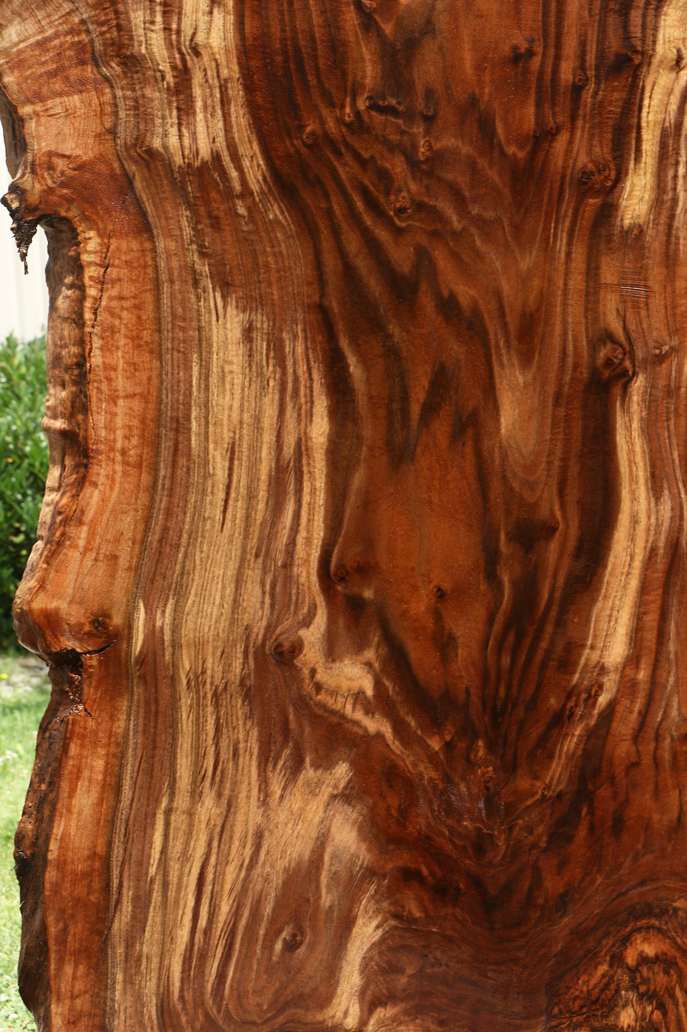 Extra Fancy Rustic Grafted Claro Walnut Live Edge Slab (Free Shipping Excluded)