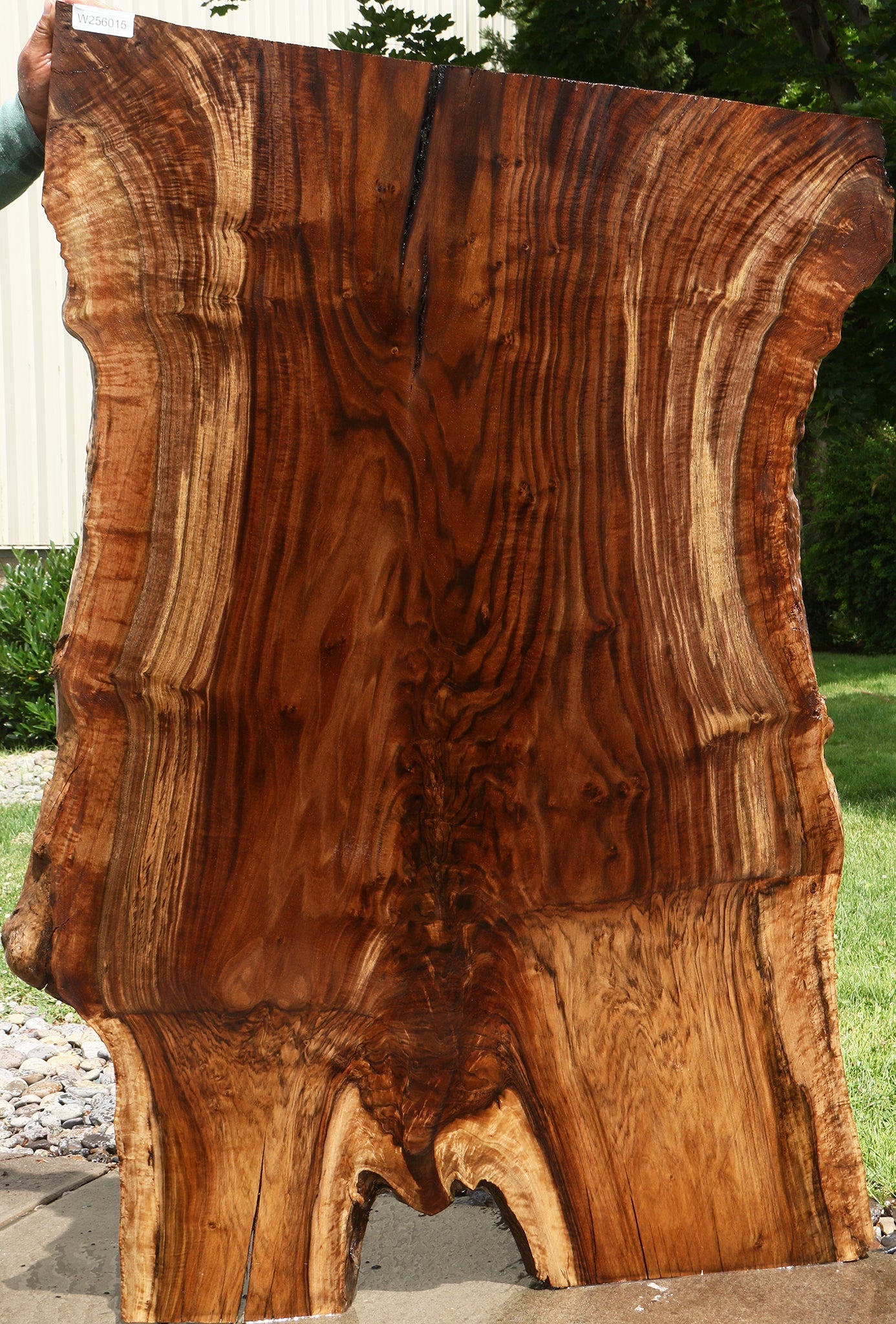 Extra Fancy Grafted Claro Walnut Live Edge Slab (Free Shipping Excluded)