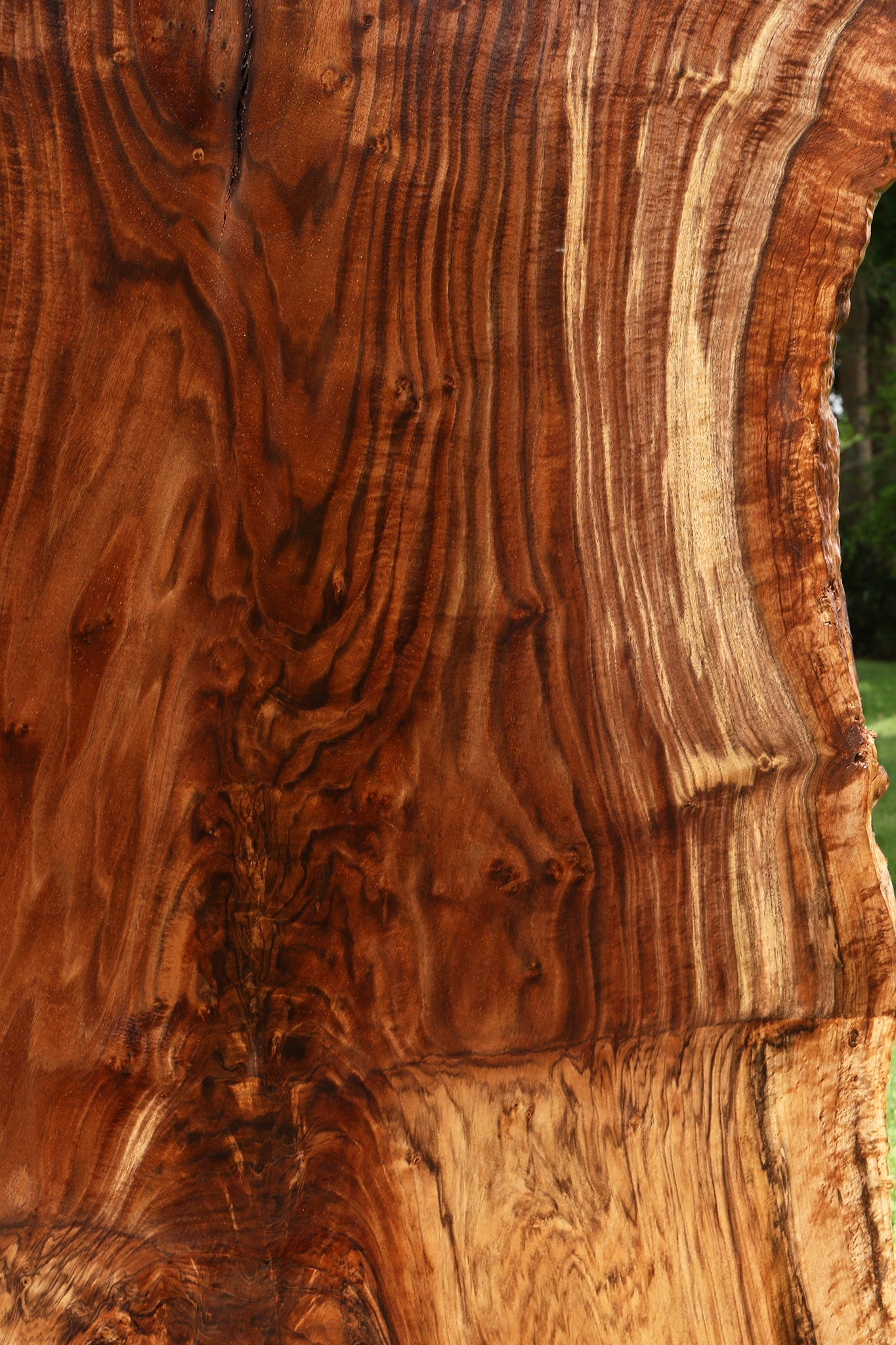 Extra Fancy Grafted Claro Walnut Live Edge Slab (Free Shipping Excluded)