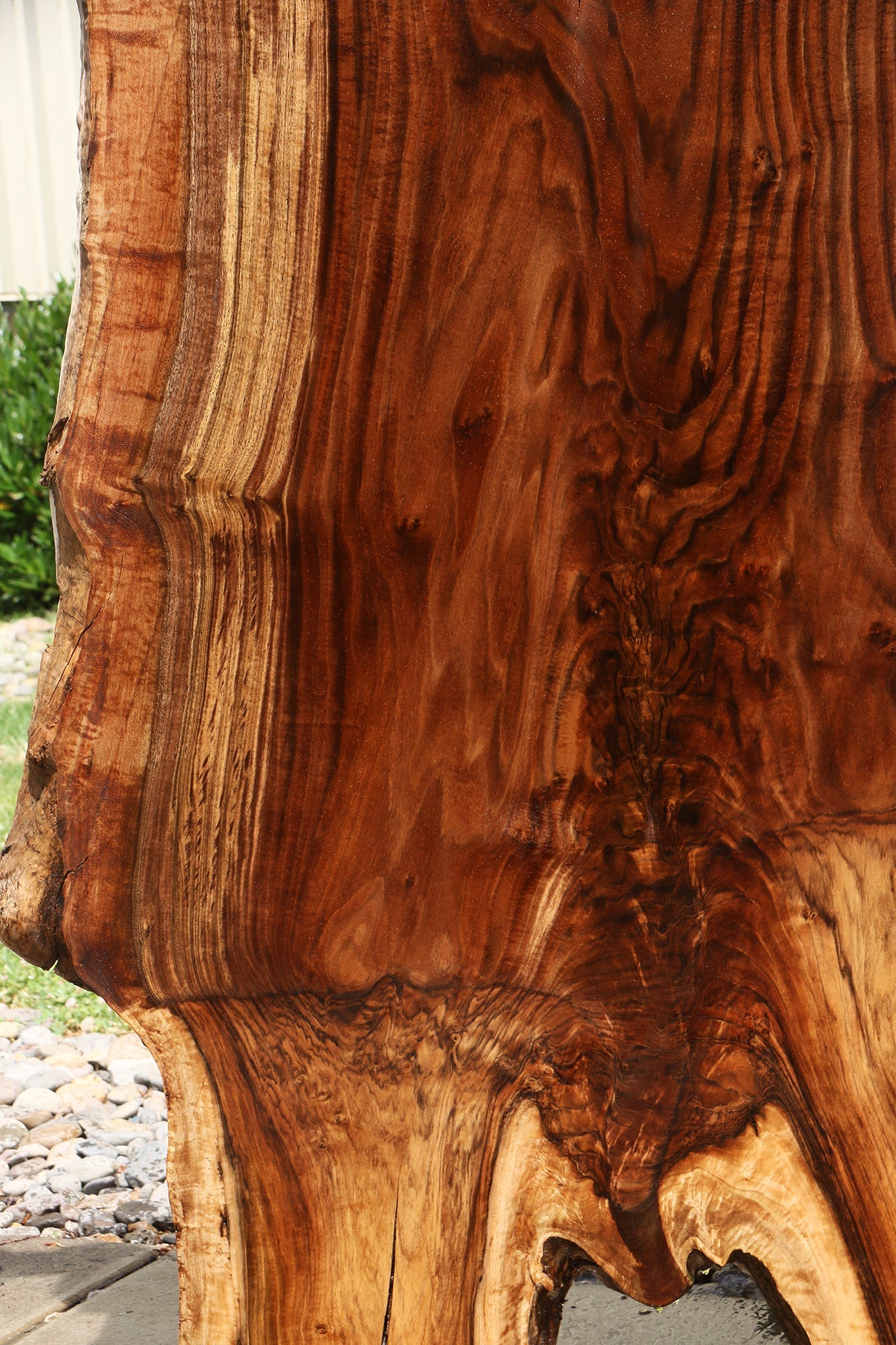 Extra Fancy Grafted Claro Walnut Live Edge Slab (Free Shipping Excluded)