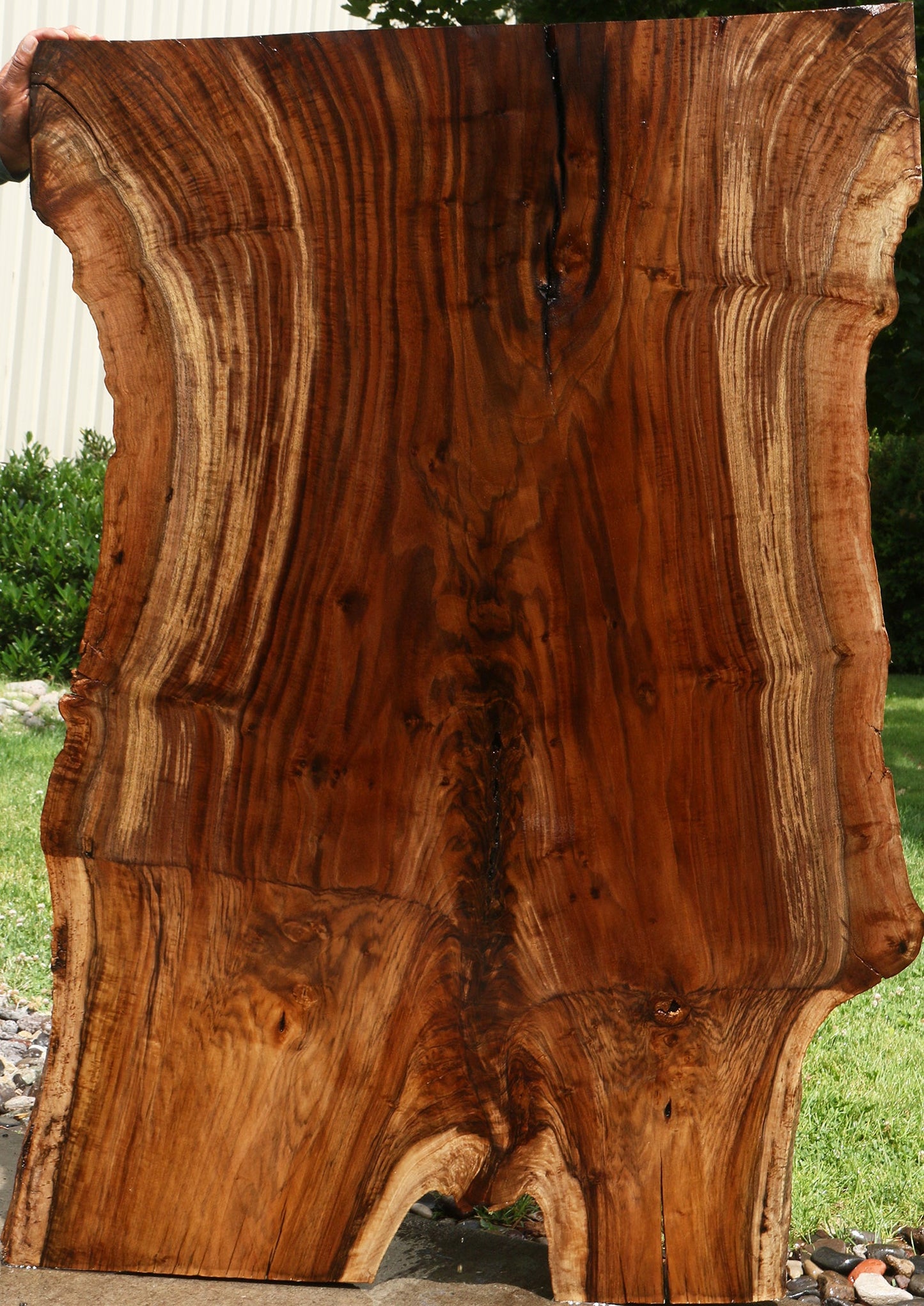 Extra Fancy Grafted Claro Walnut Live Edge Slab (Free Shipping Excluded)