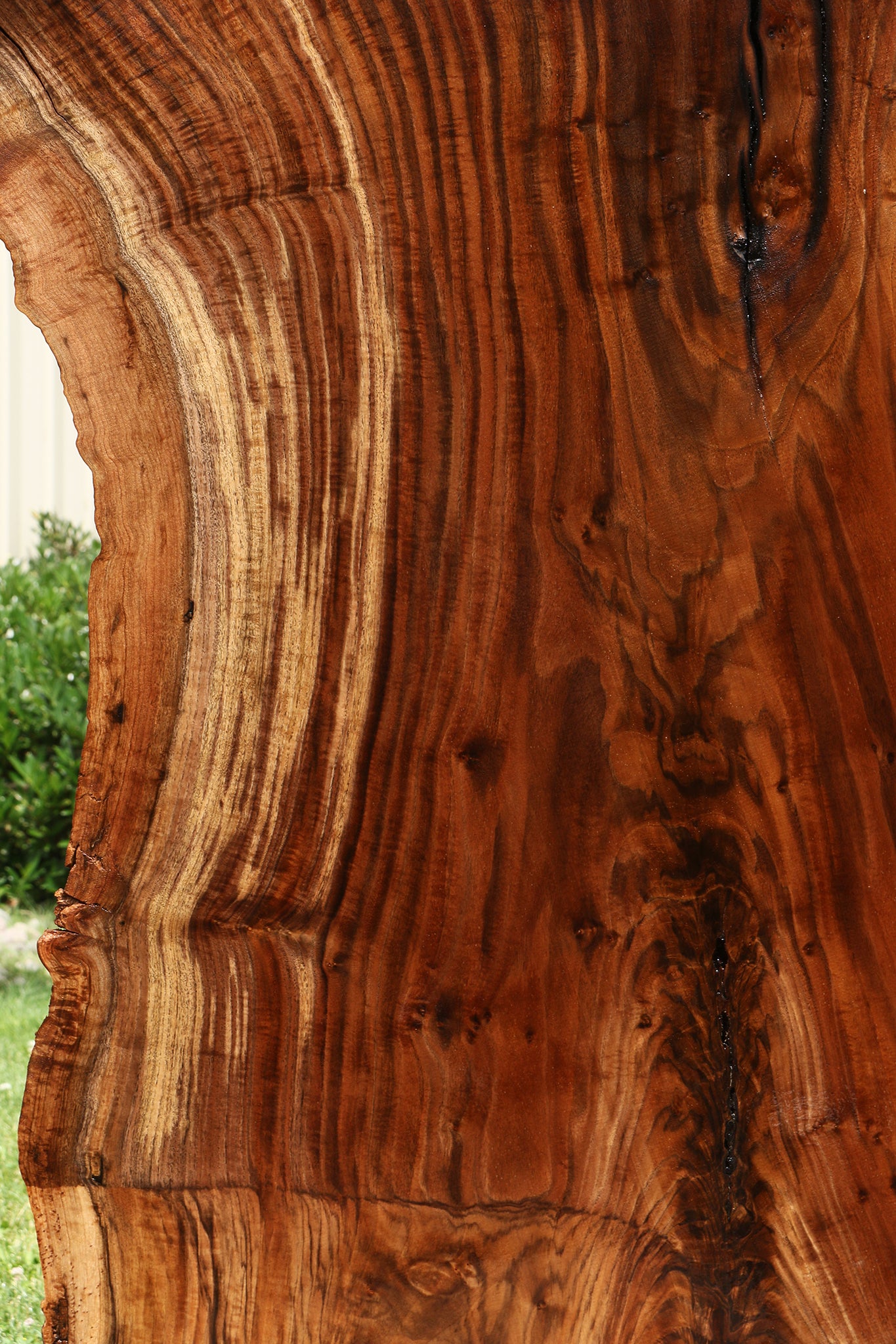 Extra Fancy Grafted Claro Walnut Live Edge Slab (Free Shipping Excluded)