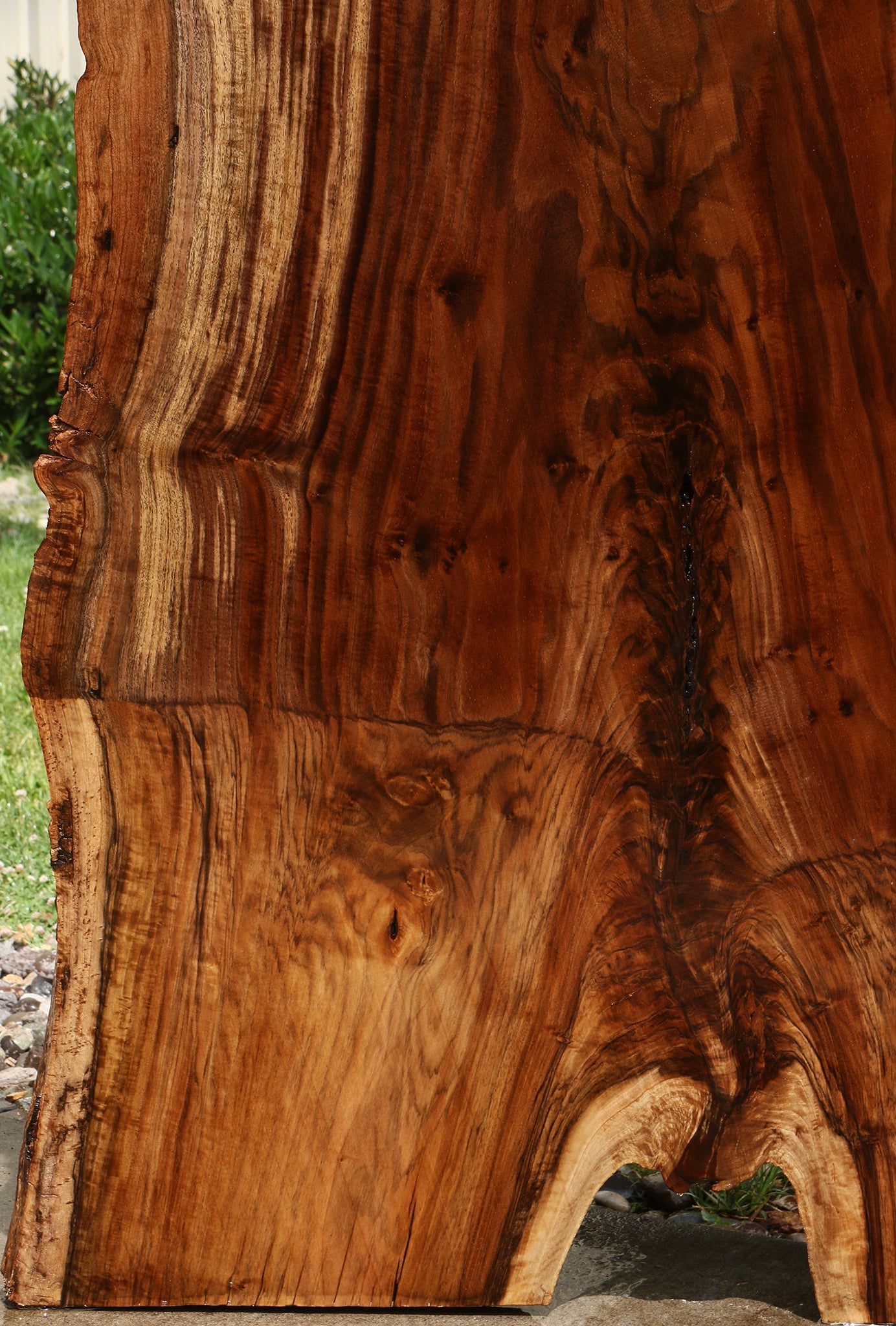 Extra Fancy Grafted Claro Walnut Live Edge Slab (Free Shipping Excluded)