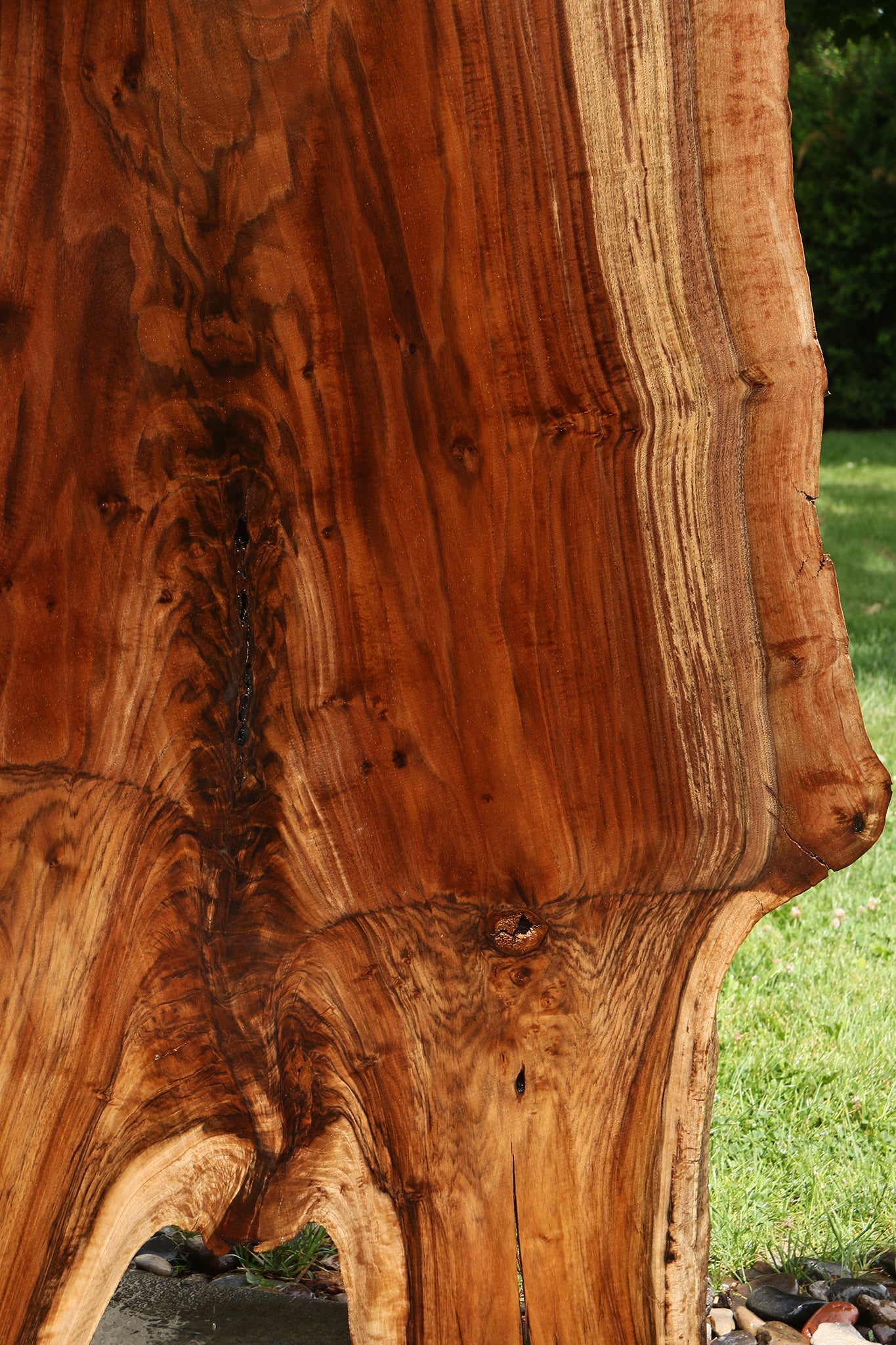 Extra Fancy Grafted Claro Walnut Live Edge Slab (Free Shipping Excluded)