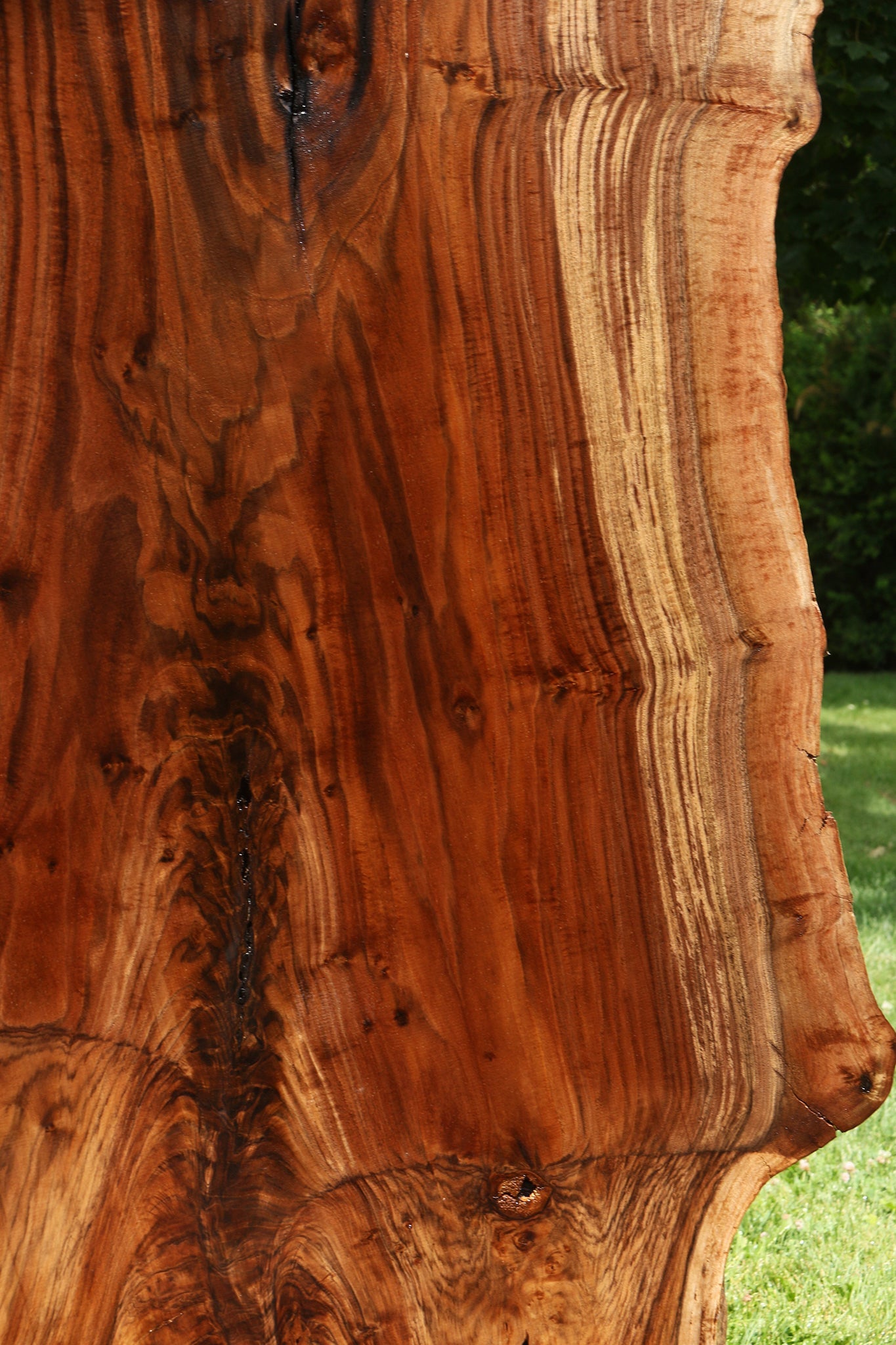 Extra Fancy Grafted Claro Walnut Live Edge Slab (Free Shipping Excluded)