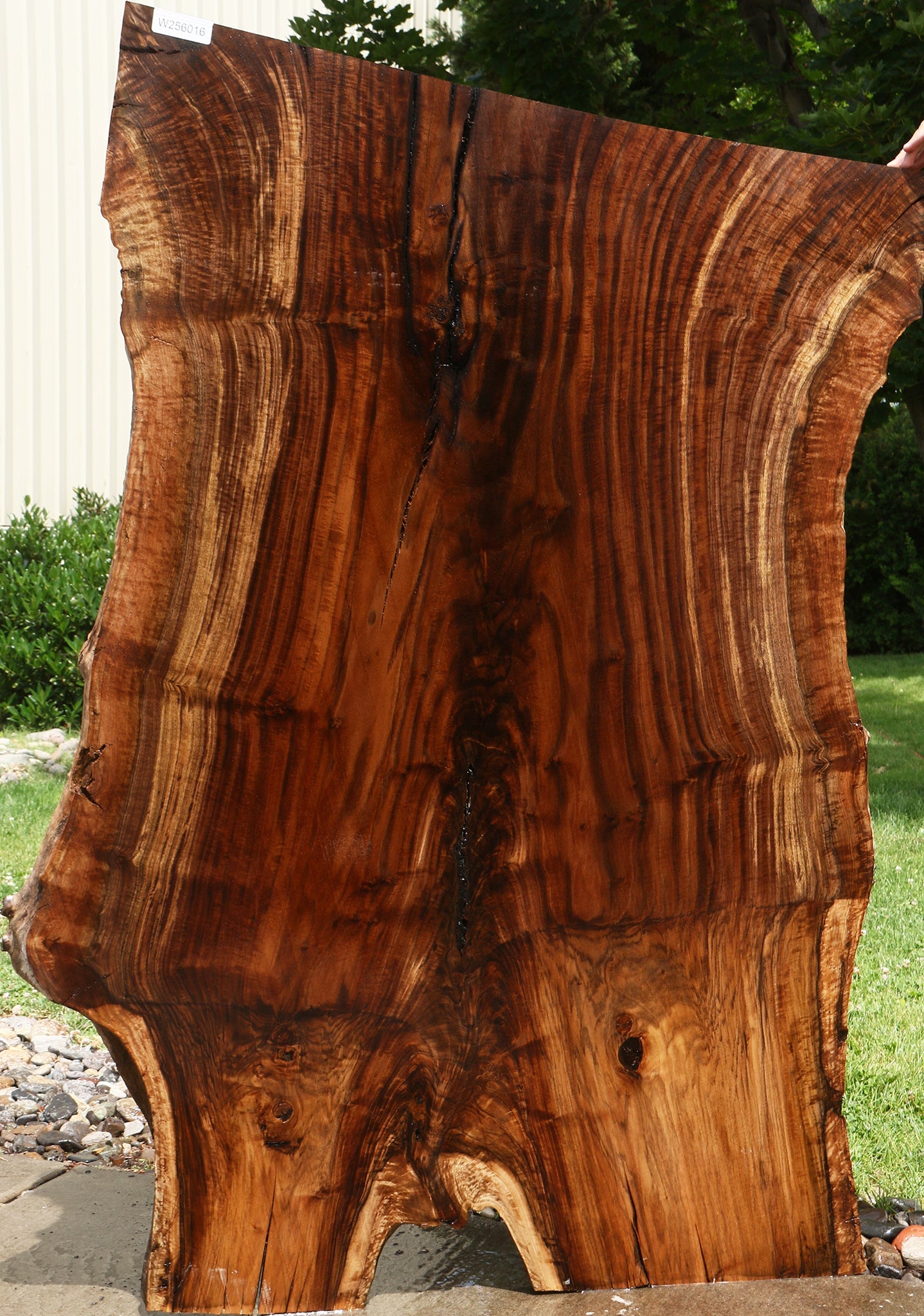 Extra Fancy Rustic Grafted Claro Walnut Live Edge Slab (Free Shipping Excluded)