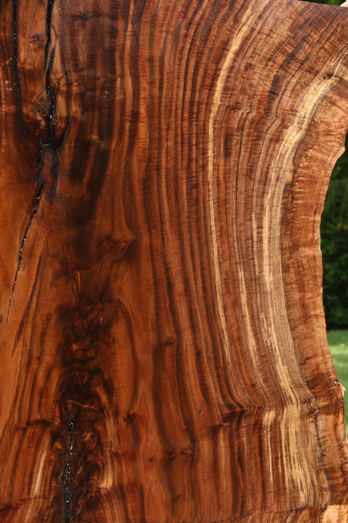 Extra Fancy Rustic Grafted Claro Walnut Live Edge Slab (Free Shipping Excluded)
