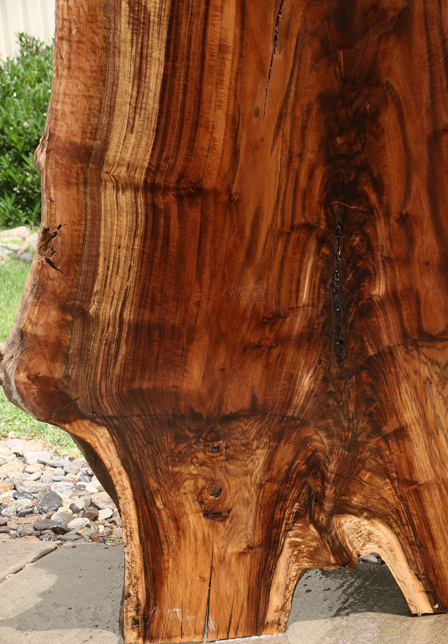 Extra Fancy Rustic Grafted Claro Walnut Live Edge Slab (Free Shipping Excluded)