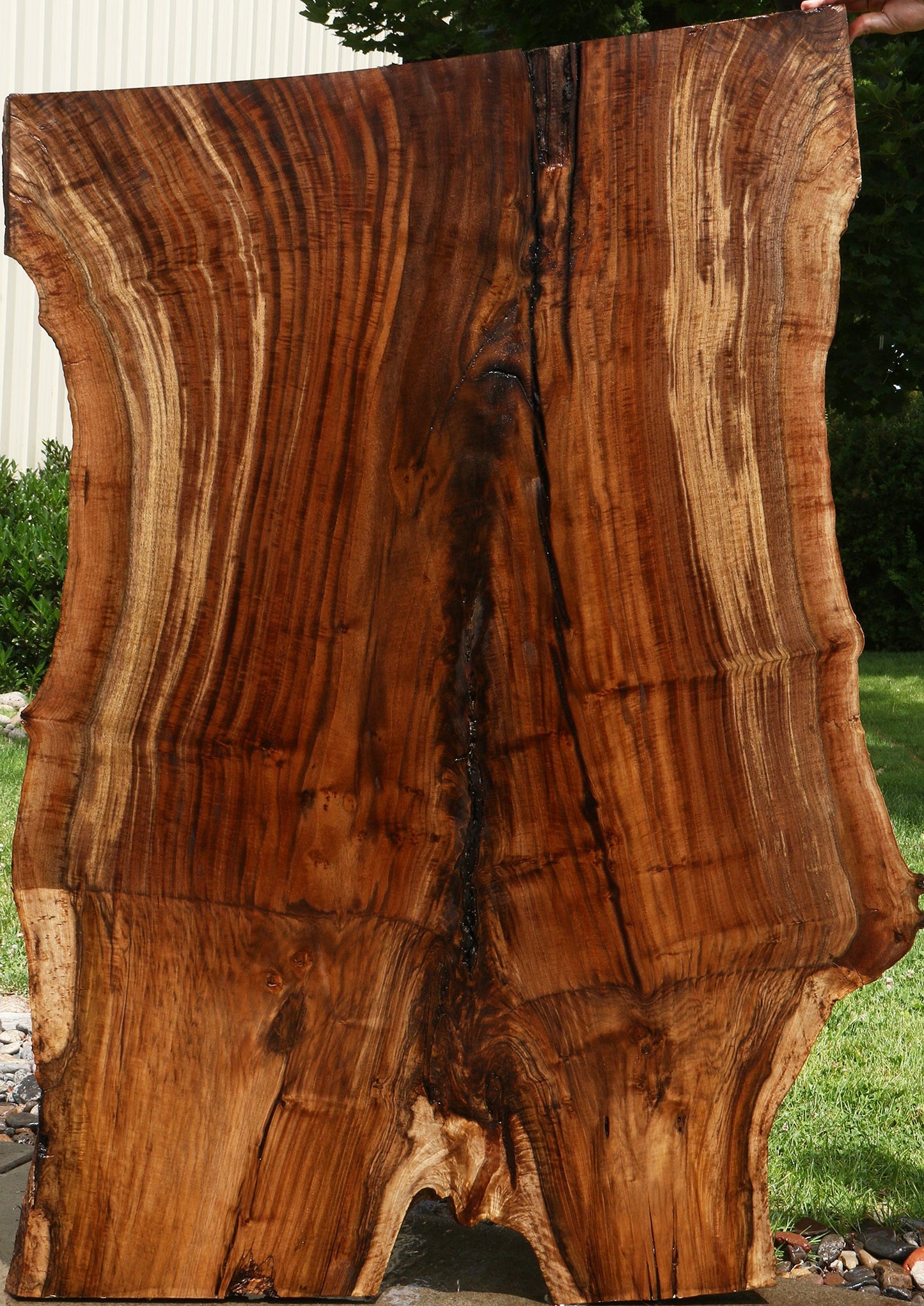 Extra Fancy Rustic Grafted Claro Walnut Live Edge Slab (Free Shipping Excluded)